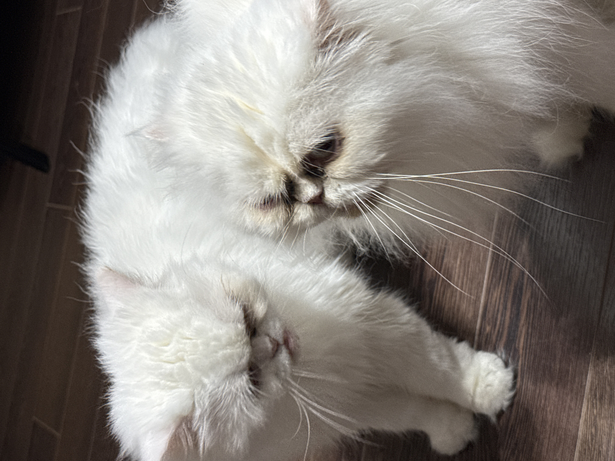Two white Persian cats are on a wooden floor. The cat on the left is facing left and looking down, with its mouth slightly open. The cat on the right is facing right and looking slightly down, with its head resting on the other cat's back. The image is a close-up shot, with the cats filling most of the frame. The background is a dark, wooden floor with visible grain.