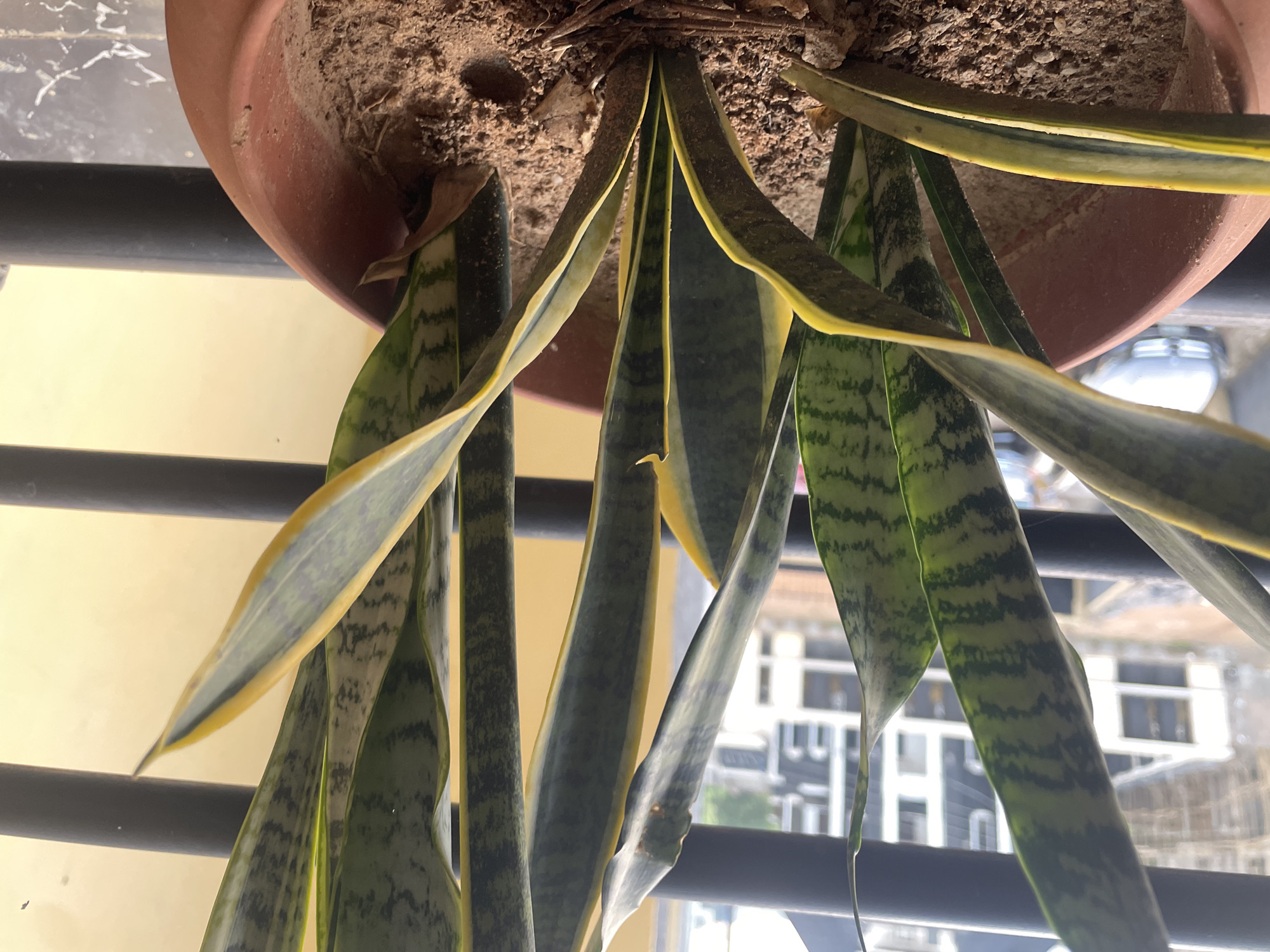 The image shows the underside of a potted snake plant with its long, sword-shaped leaves hanging down. The leaves are green with darker green cross-hatching and have yellow edges. The soil in the pot is dry and sandy, with some brown debris mixed in. The pot itself is a reddish-brown color.
The plant is positioned near a window with black bars in the foreground, suggesting it is indoors and perhaps on a balcony or windowsill. Beyond the bars, a blurred view of buildings can be seen, indicating an urban setting. The lighting suggests it is daytime, with natural light illuminating the scene. The overall impression is of a common houseplant in an apartment or building in Abuja, Nigeria. There is no discernible text in the image.