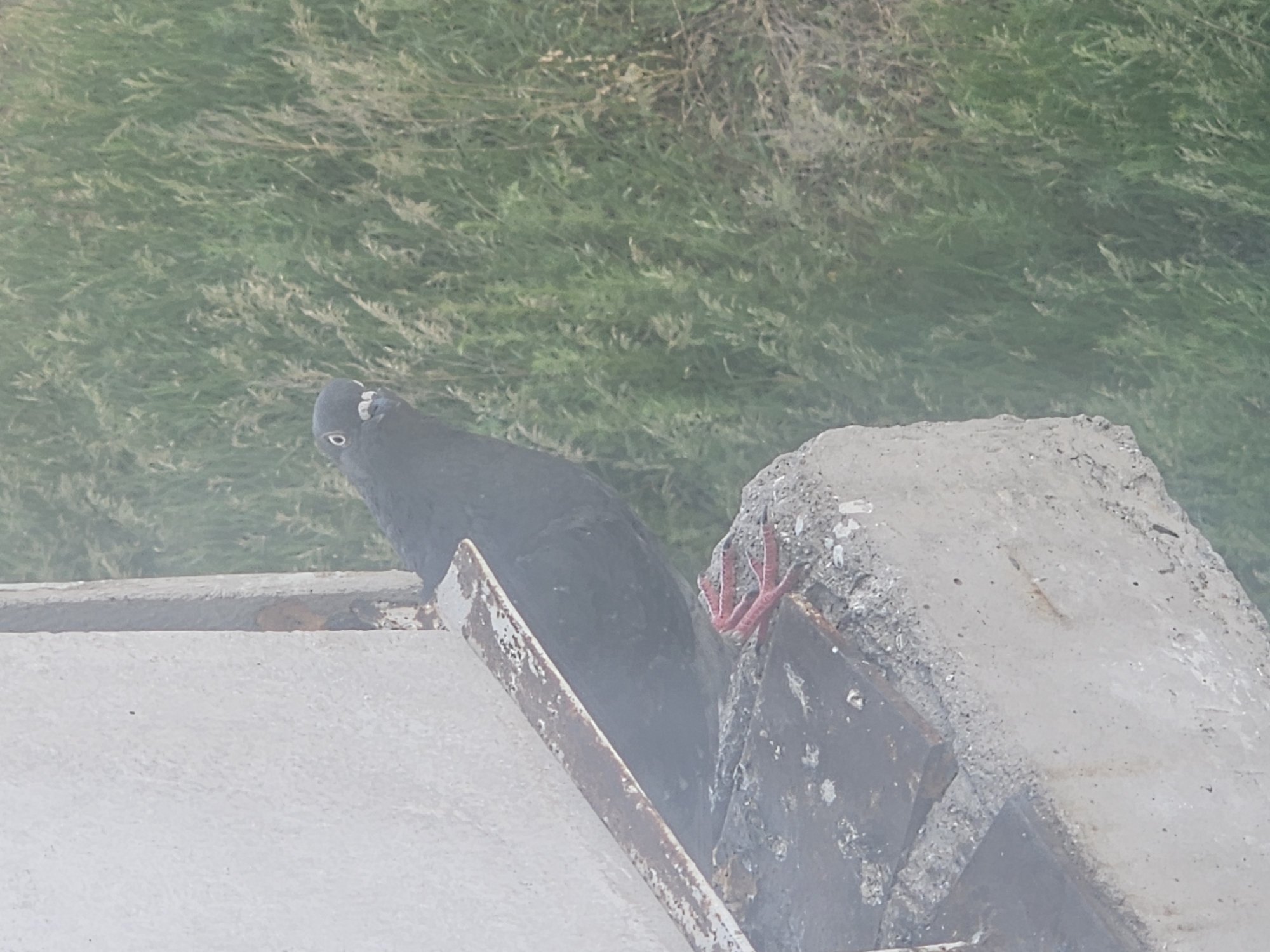 A pigeon is perched on a concrete structure, its red feet gripping the surface. The pigeon is dark gray with white around its eyes and a beak that appears to be open, revealing its mouth. Behind the pigeon, tall green grass grows, suggesting an outdoor environment. The concrete structure is rough and weathered, with some rust visible on a metal piece extending from it. The overall scene is a close-up shot of the pigeon against a natural backdrop. The image does not contain information about the city of Taezhnoye, Russia, or any people.