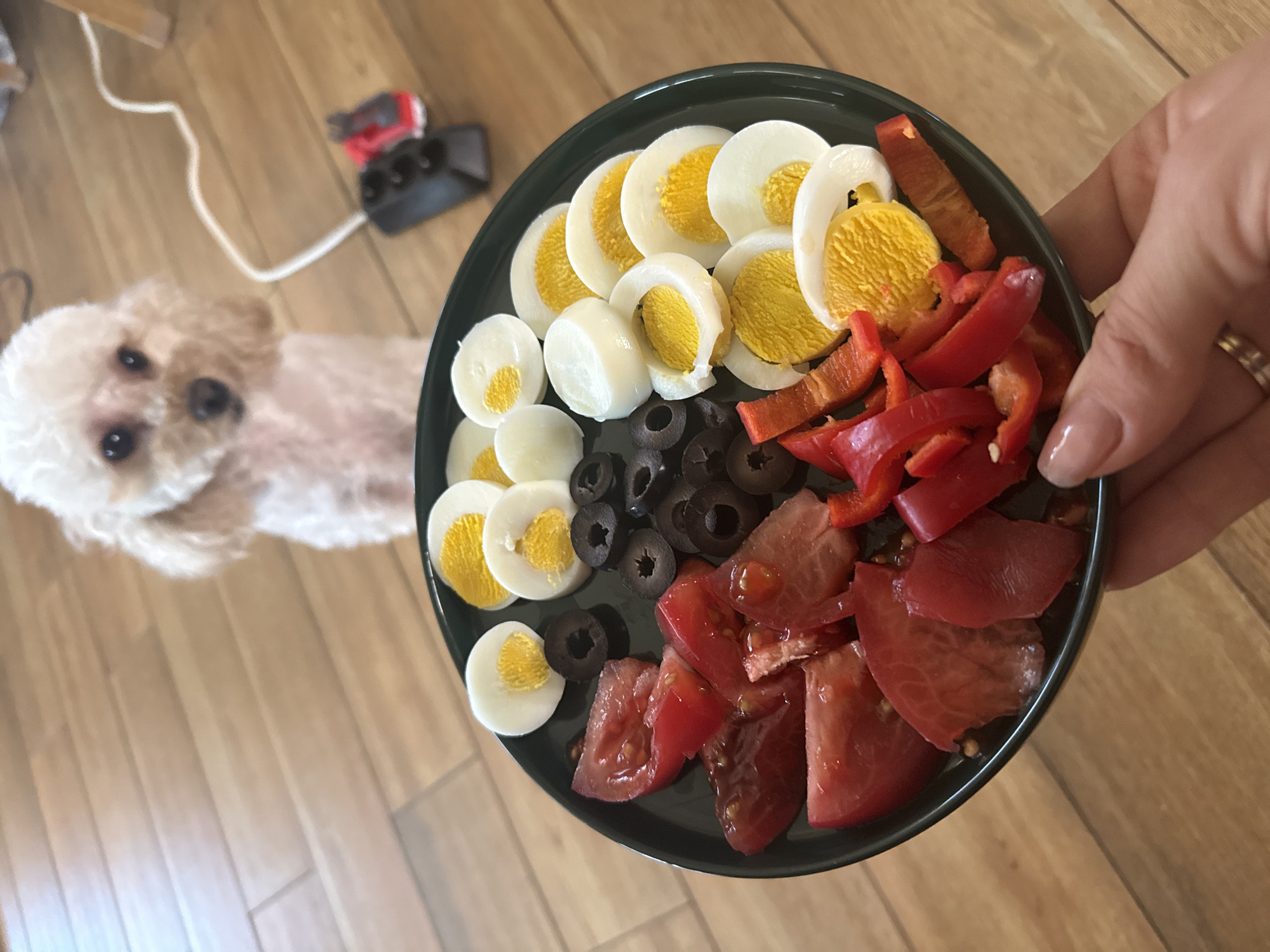 A person holds a dark green plate containing sliced hard-boiled eggs, black olives, chopped red bell peppers, and tomato wedges. A white dog with brown ears and black eyes is visible in the background, along with an electrical outlet and a white cord on a wooden floor. The location is Troyan, Bulgaria.