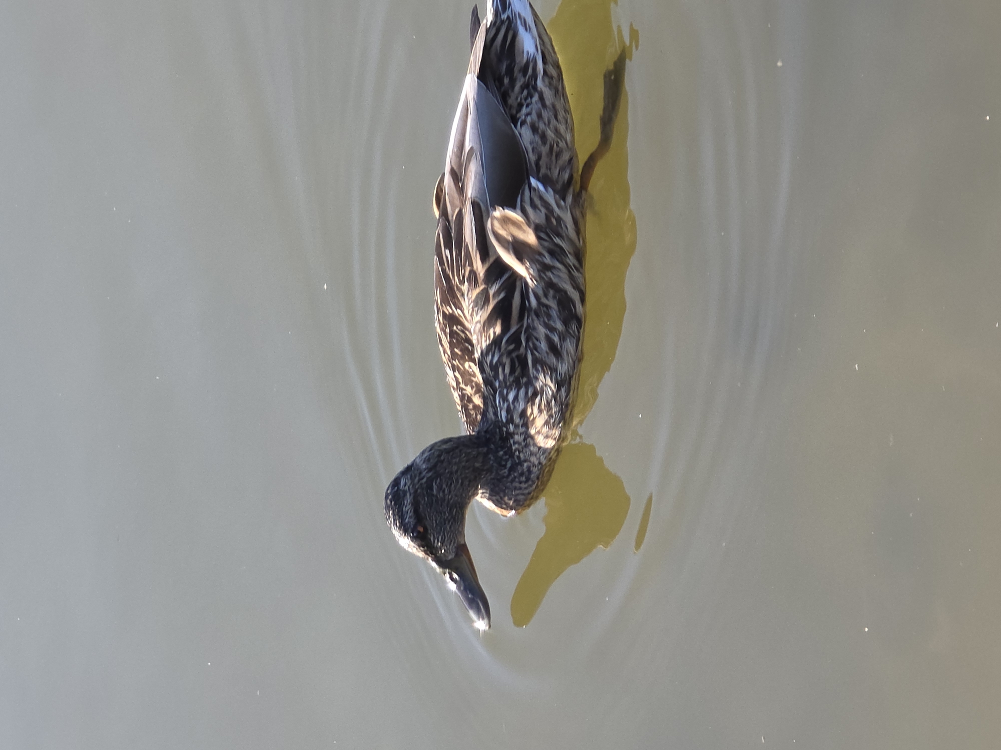 A mallard duck floats on water in a body of water within Warsaw, Poland. The duck is oriented vertically, with its head submerged and its body angled upwards. The duck has brown and black feathers. The water is murky and reflects sunlight. The duck's reflection is visible.