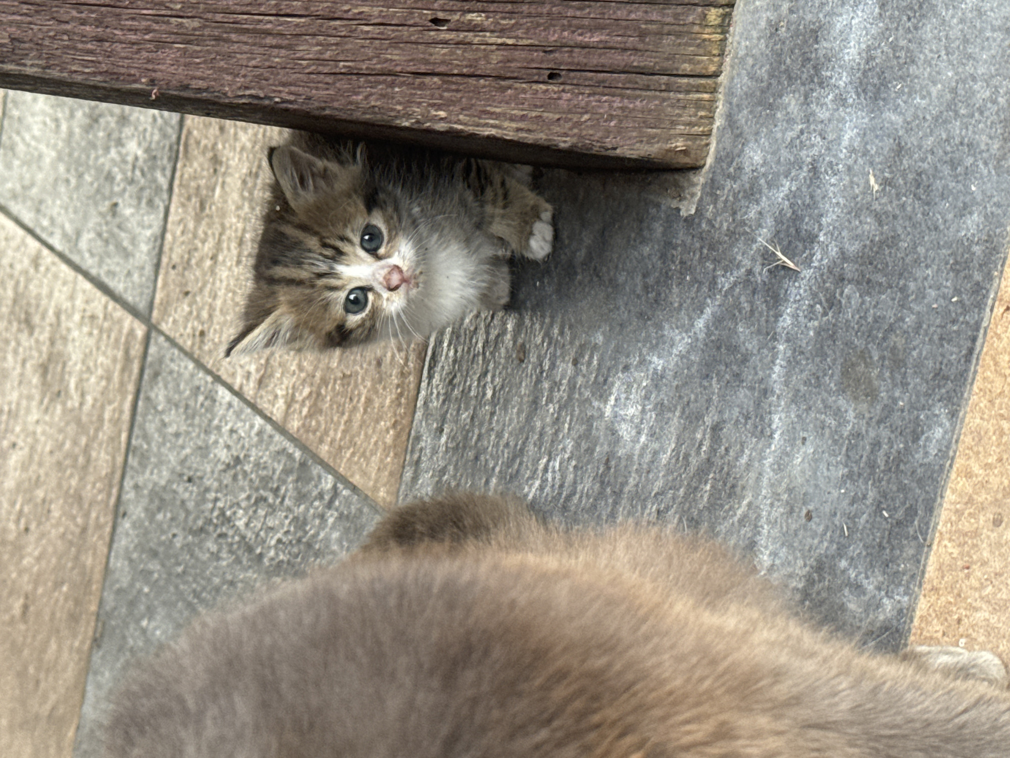 In Bohunove, Ukraine, on a patio tiled with stone and beige squares, a small, tabby kitten with blue eyes peeks out from behind a weathered wooden post. To the left, the fluffy, light brown rear of another feline is visible, obscuring a portion of the tiled ground. The kitten, positioned to the right of the frame, is the primary subject, its body partially hidden, with its face and front paws clearly visible. The lighting suggests it is daytime, with natural light illuminating the scene.