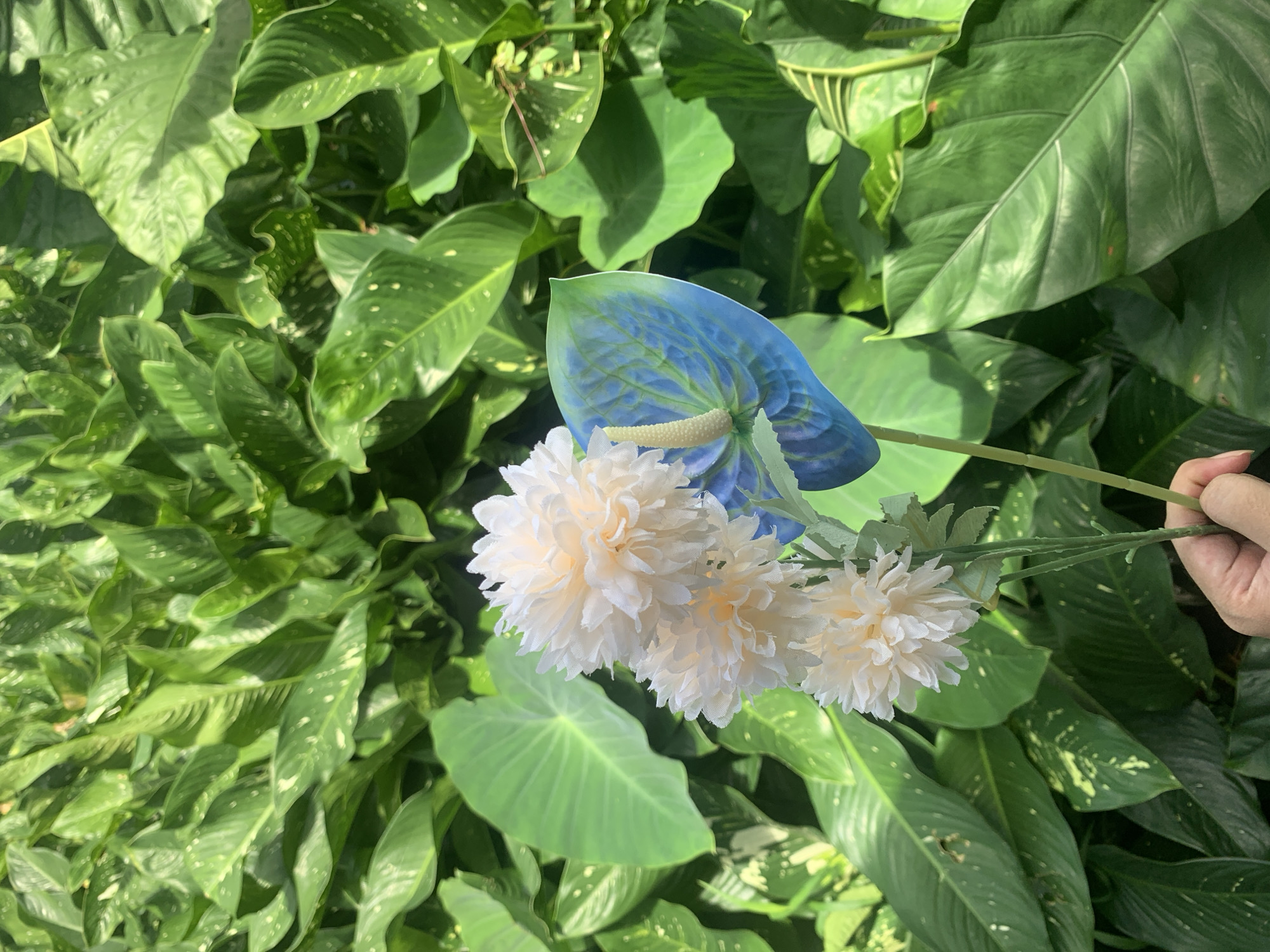 In Kuala Pembuang, Indonesia, a hand is holding artificial flowers against a lush green backdrop of large leaves. The hand, partially visible and holding the stems of the flowers, is in the lower right corner of the image. The artificial flowers consist of three fluffy, cream-colored blooms and a single, striking blue and green anthurium flower with a light-colored spadix. The anthurium's spathe displays a gradient of color, transitioning from deep blue to green. The background is filled with abundant, glossy green foliage, characteristic of a tropical environment, with some leaves showing lighter speckling. The lighting suggests a bright, possibly sunny day, casting shadows and highlighting the textures of the leaves.