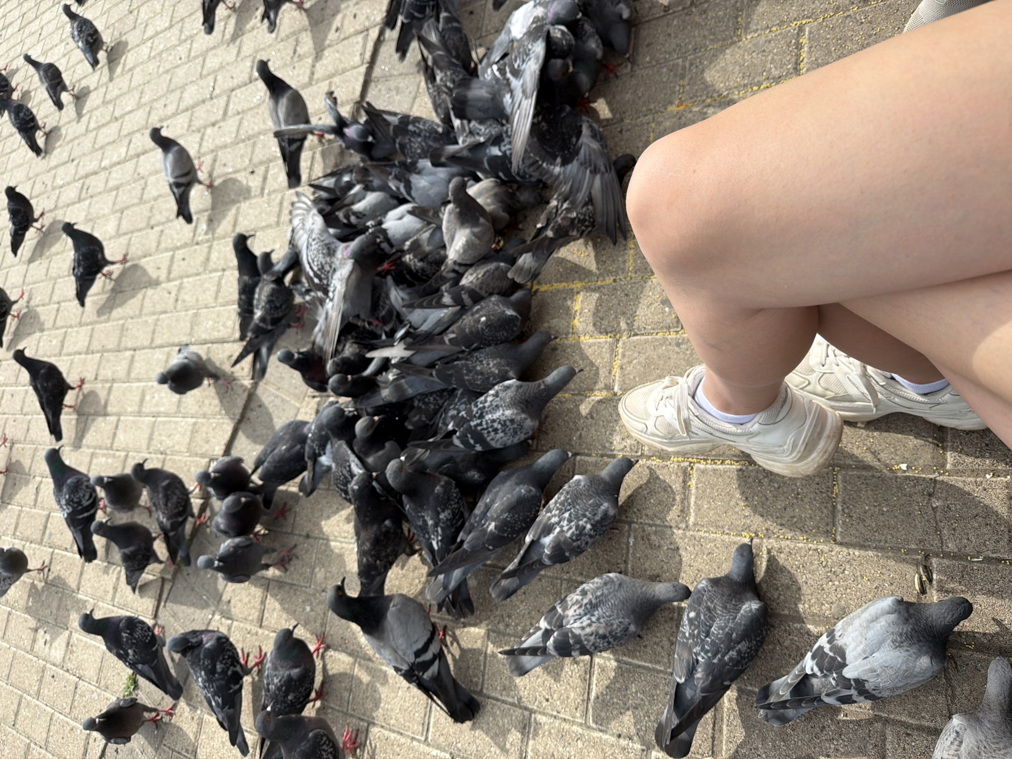 A flock of pigeons are gathered on a paved area, likely a public square or promenade in Chaikovsky, Russia, as indicated by the context of the provided information. The pigeons, varying in shades of grey and black, are pecking at scattered seeds on the ground. In the foreground, a person's legs are visible, wearing white sneakers and white socks. The person is seated, with their legs crossed, and their bare skin is illuminated by sunlight, casting shadows on the pavement. The ground is a light-colored brick or paver pattern. The overall scene depicts an everyday urban moment, with wildlife interacting with the environment and a human presence.