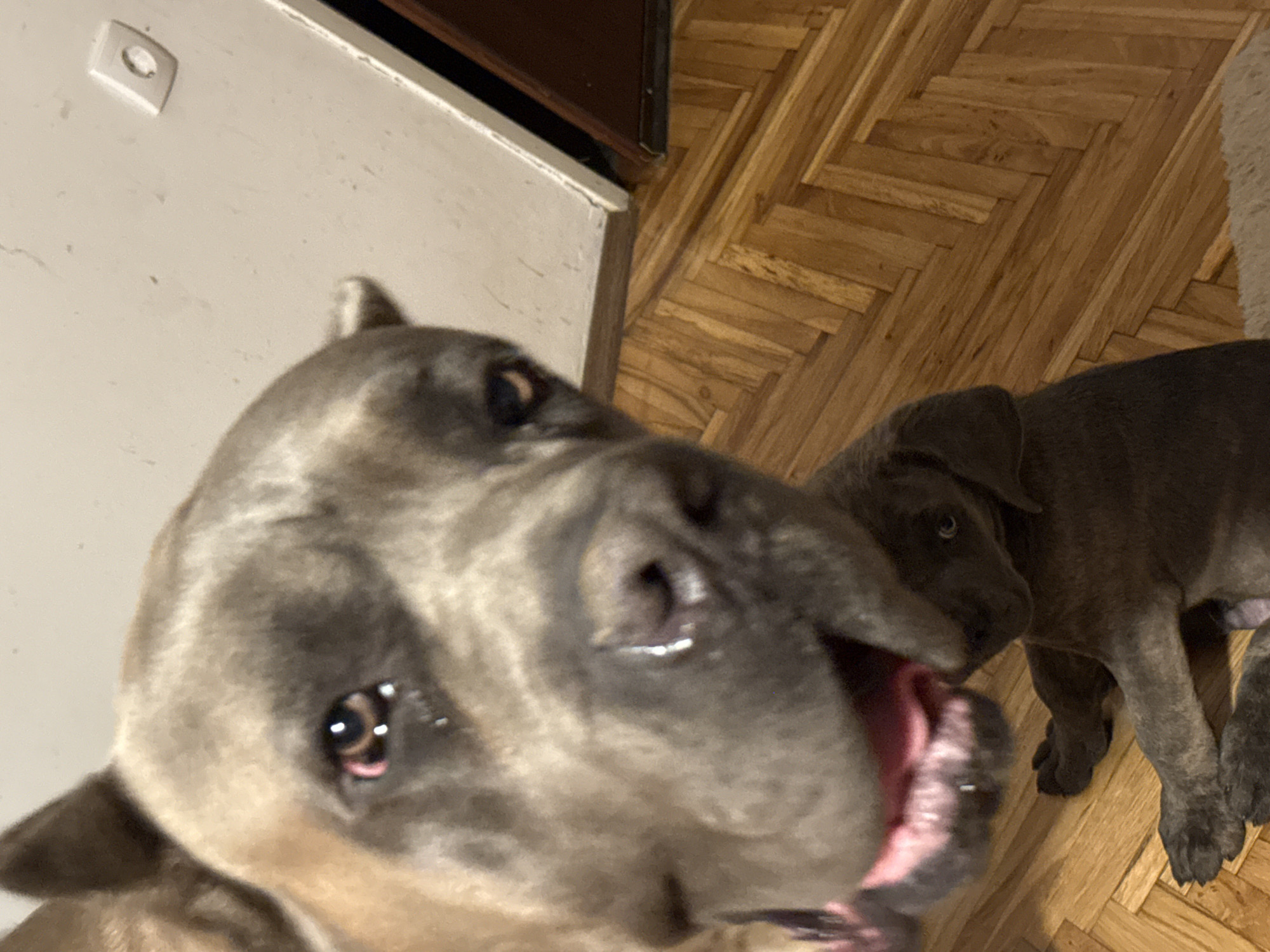 Two dogs, one adult and one puppy, are on a wooden floor. The adult dog's head is in the foreground, with its mouth open and tongue visible. The puppy is in the background, lying down and looking towards the adult dog. The room appears to be indoors, with a wall and a door visible in the background. There is a light switch on the wall. The floor is made of wooden planks arranged in a herringbone pattern. The scene is likely a residential interior in Apatin Municipality, Serbia, given the context of the request.