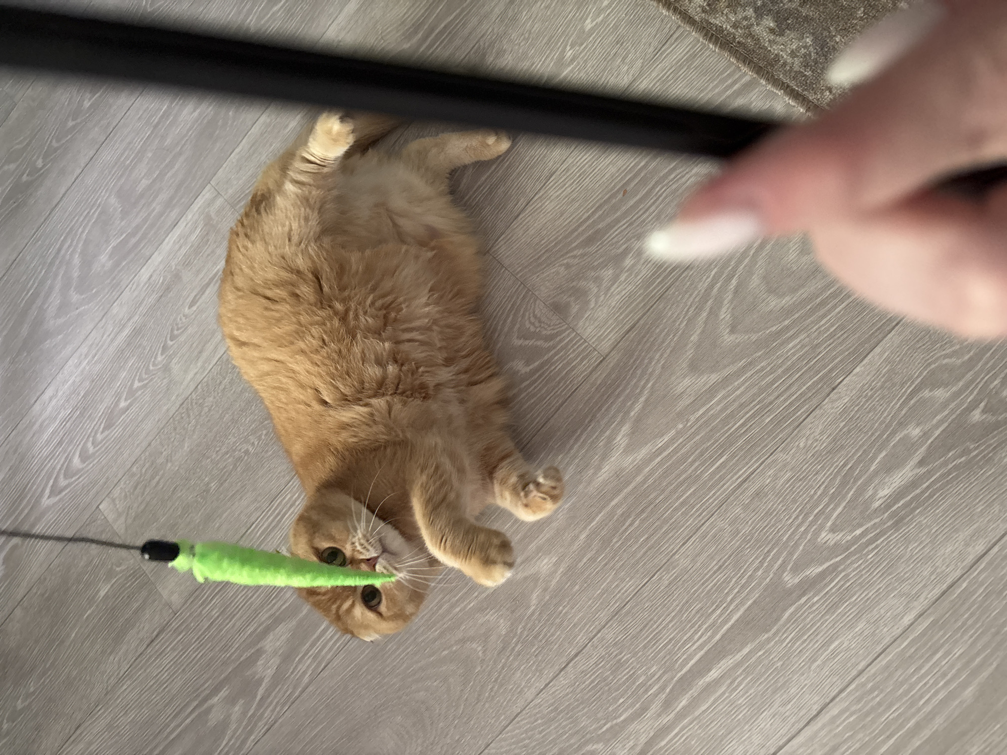 An orange tabby cat with folded ears plays with a green toy on a light gray wooden floor. The cat is lying on its side, looking up at the toy which is dangling from a black string. A person's hand with manicured fingernails is in the foreground, partially obscuring a black pole. The scene appears to be indoors, as indicated by the flooring and the lighting. There is a rug with a patterned border visible in the lower right corner.