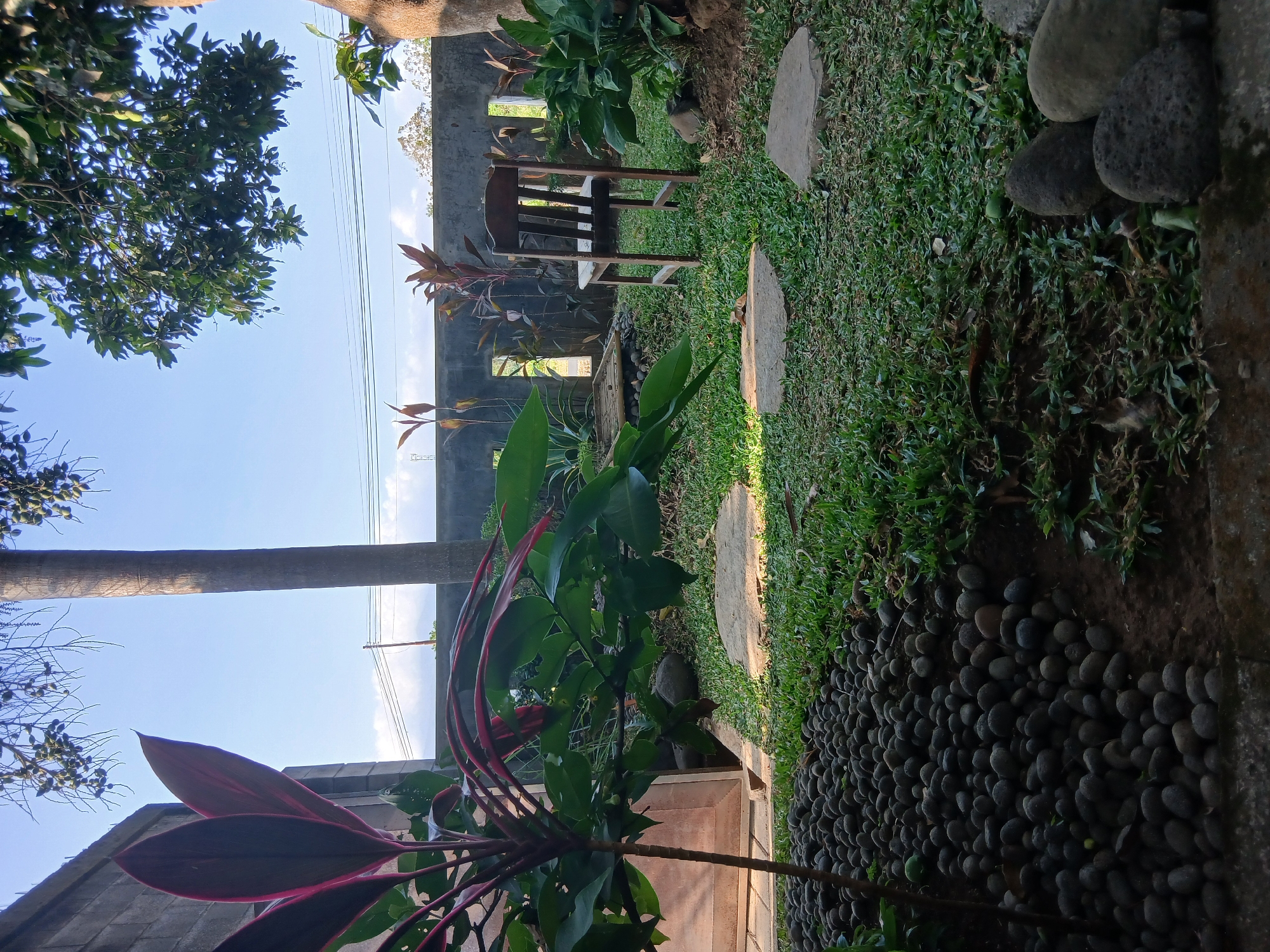 This is a photograph of a tranquil garden scene, likely a backyard in Sekarputih, Indonesia. The foreground is dominated by a lush green lawn with several flat, grey stepping stones embedded within it. To the left, a cluster of dark, rounded pebbles forms a decorative border along a path. A plant with broad, deep red and green leaves stands prominently in the left half of the frame, its stem visible. Behind the lawn, a weathered, dark wooden chair sits centered, facing slightly to the right. A grey concrete wall, punctuated by rectangular openings, forms the backdrop. Beyond the wall, a tall, slender palm tree trunk rises, and further back, the leafy branches of a mature tree with some small green fruits are visible. The sky above is a clear, pale blue, with hints of power lines strung across the distance. The overall impression is one of peaceful outdoor living, with natural elements carefully arranged in a residential setting.