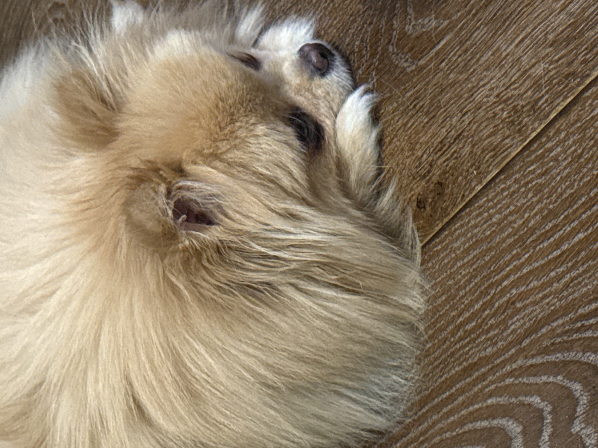 A close-up, overhead shot shows a fluffy, light brown Pomeranian dog sleeping on a wooden floor. The dog's head is resting on its paws, and its eyes are closed. Its fur is long and appears soft. The floorboards are a medium brown with a visible wood grain pattern. The lighting is soft, and the overall impression is one of peacefulness. The image is taken in a domestic setting, likely a home, in an unspecified location in Unknown, Unknown.