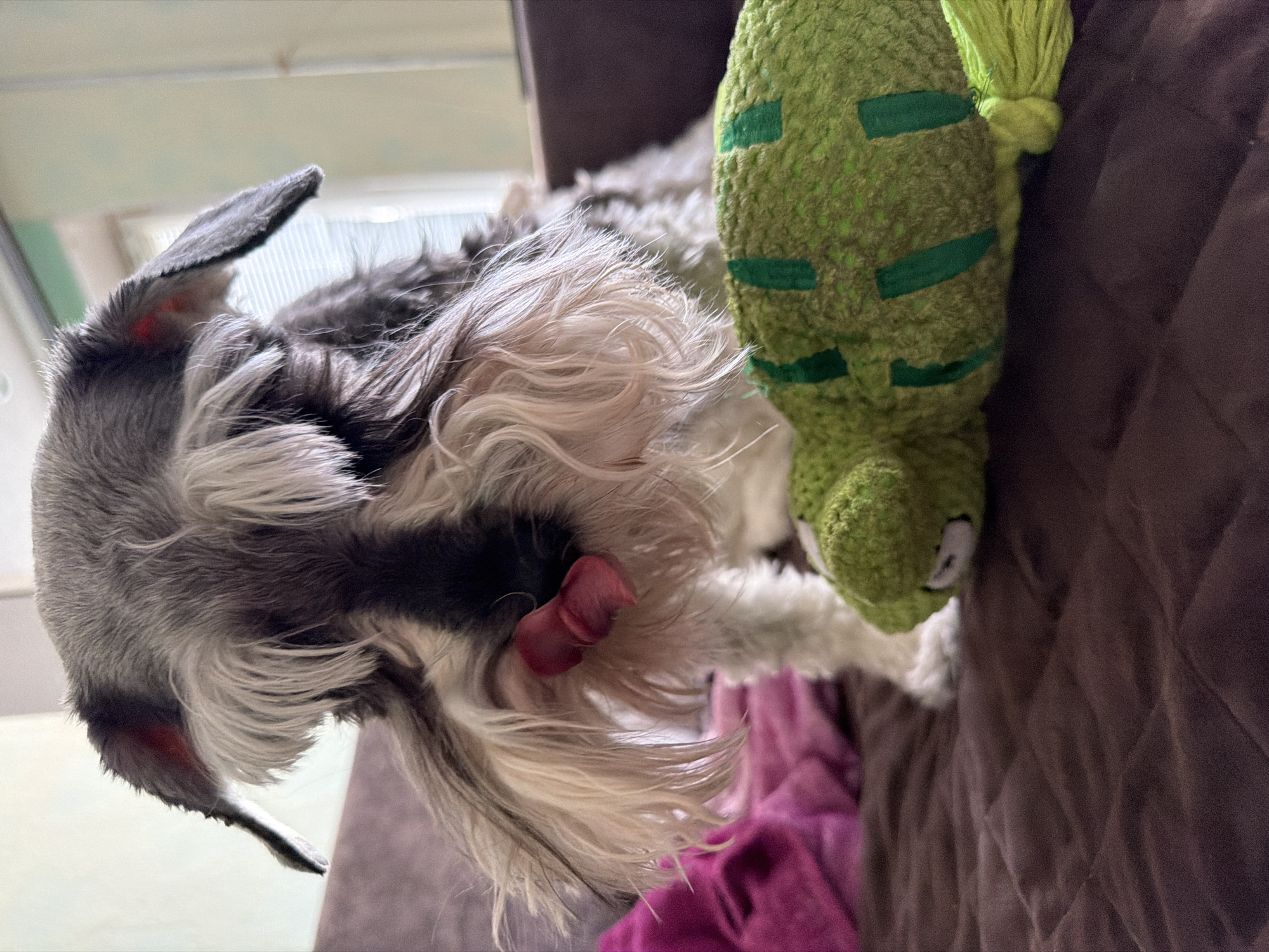 The image shows a close-up of a Schnauzer-type dog lying on a brown quilted fabric, with a green stuffed toy next to it. The dog's head is facing downwards, and its tongue is slightly out. The toy is green, and the backdrop includes elements that might be located inside a private household in an urban environment. The location in the city of Chaikovsky, Russia is not determinable from the content of the image alone.