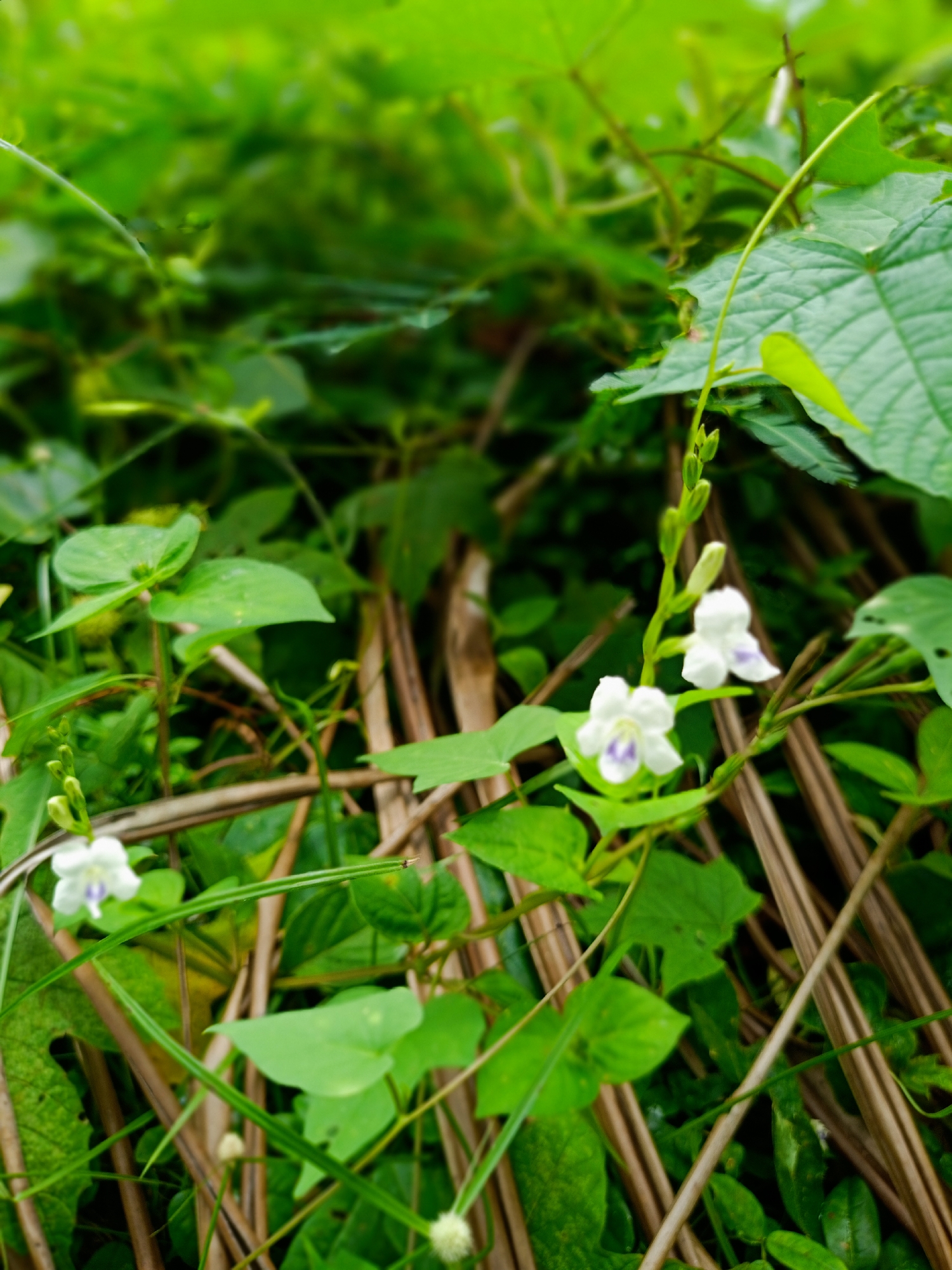 The image shows a close-up view of vegetation, likely in a natural or semi-natural environment. The dominant colors are shades of green and brown. Several species of plants are present, with varied leaf shapes and textures. A key feature is a flowering plant with small, white blossoms, each displaying a purple marking near the center. Brown, dry stalks or stems are visible amongst the green foliage.
The provided information indicates that the image was taken in Buketteukuh, Indonesia. Given this context, the vegetation likely represents species common to that geographical region. However, without higher resolution, more distinct species identification is not possible. The absence of any discernible human elements or constructed structures in the frame suggests a setting removed from direct urban environments within Buketteukuh. The scene conveys a sense of dense, somewhat overgrown vegetation.