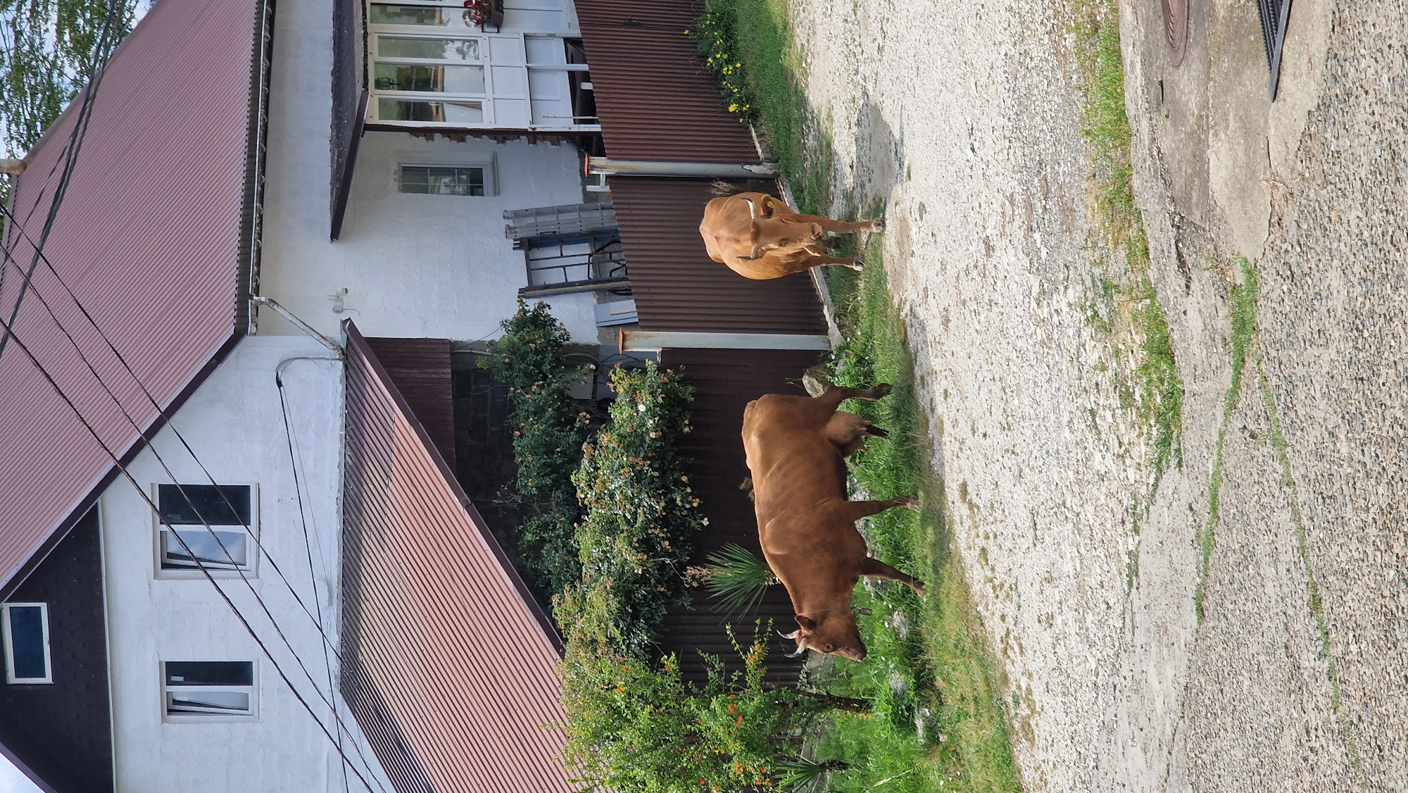 Two cows are walking on a gravel path in front of a brown metal fence and a white house in Verkhovskoye, Russia. The cow on the left is walking away from the camera, while the cow on the right is walking towards the camera. Both cows are brown and have horns. The house has a red roof and several windows. There are trees and bushes behind the fence. The weather appears to be sunny.