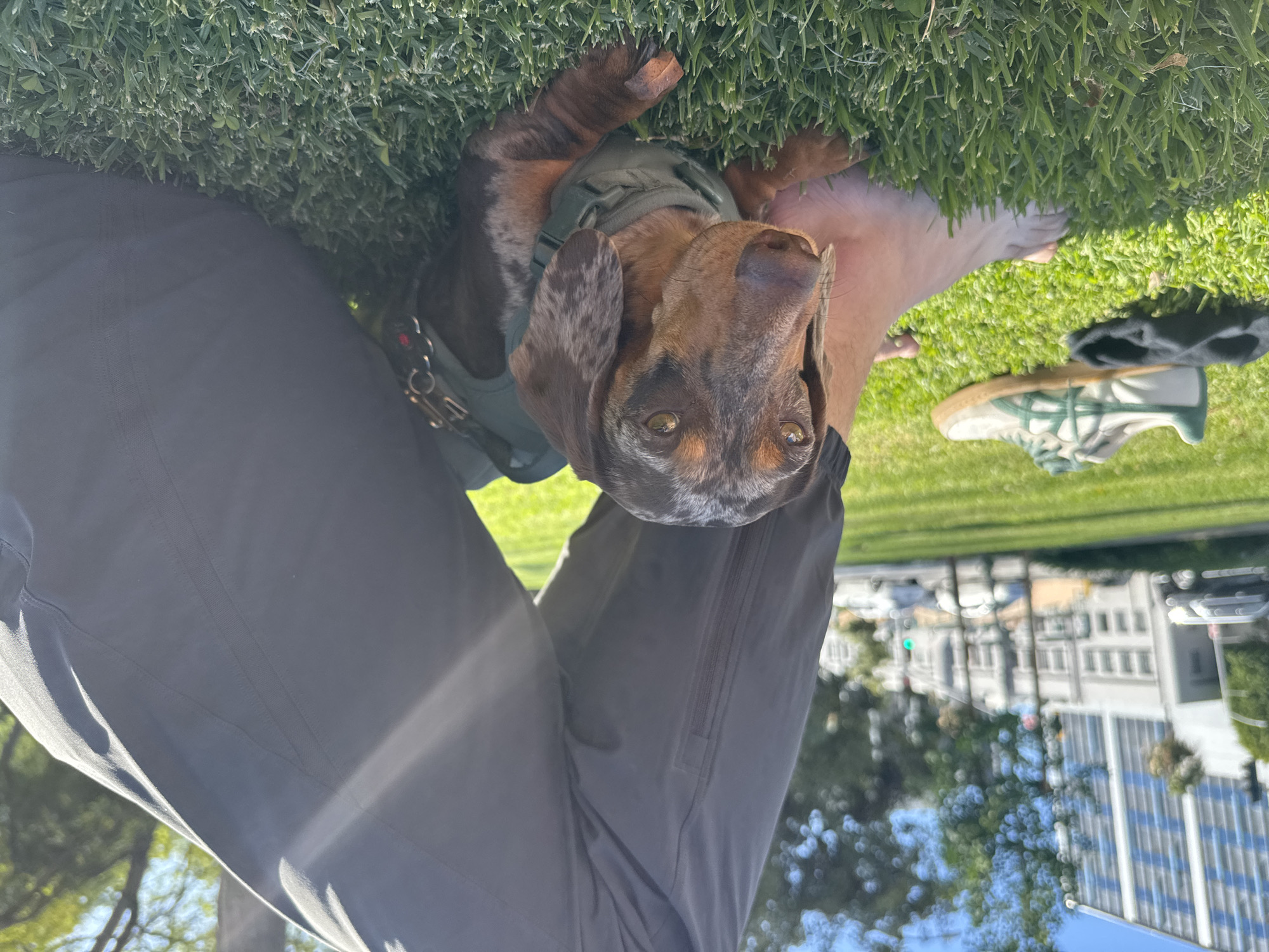The image captures a close-up, upward-angled perspective of a dapple-patterned dachshund dog resting on vibrant green grass. The dog, adorned in a dark green harness, has distinctive brown and gray mottled fur and alert, dark eyes, gazing directly towards the camera.
The canine subject is positioned between the legs of a person, whose lower half is prominent in the foreground. One bare foot is visible next to the dog, while the person's other leg, covered in dark gray pants, extends further into the frame. A white and green sneaker, along with a dark sock, lies on the grass near the bare foot. Keys on a ring are partially visible near the person's left hip area.
The scene takes place outdoors on a bright, sunny day, indicated by strong highlights and shadows across the grass and the person's clothing. In the softly blurred background, a cityscape is discernible, featuring various buildings and trees, consistent with an urban or park environment in Beverly Hills, United States of America. The overall impression conveyed is one of a peaceful, candid moment shared between a pet and its owner. No visible text is legible in the image.