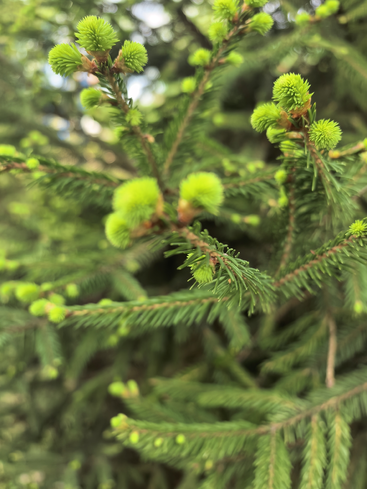 The image depicts a close-up of a coniferous tree, likely a spruce or fir, with new growth appearing as bright green, almost fuzzy buds at the tips of the branches. The older needles are a darker, more muted green. The background is blurred, suggesting a shallow depth of field. The location is not discernible from the image itself, and there is no basis for connecting it to Sterlitamak, Russia. There are no people or animals visible. The interaction is limited to the natural growth process of the tree.