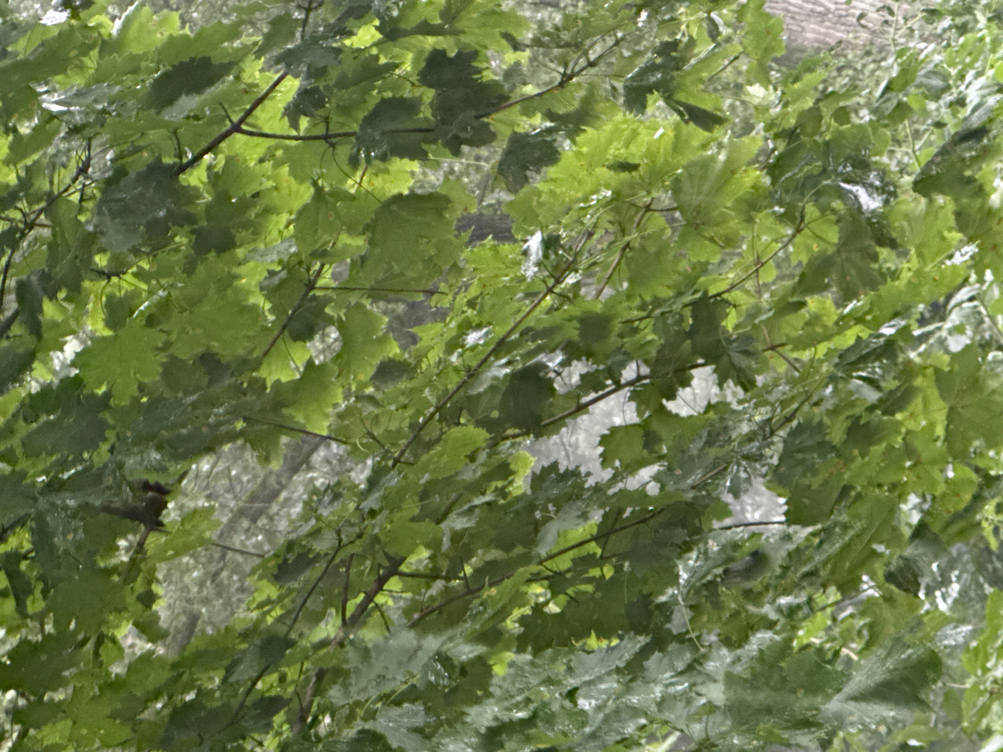 The image is a close-up shot of green maple leaves on branches, with a blurred background of trees and foliage, possibly in a park or forest. Some leaves appear wet, suggesting recent rain or dew. The lighting is soft, and the overall impression is one of natural greenery. There are no people, animals, or man-made objects visible in the frame. The image does not contain any information that would suggest it was taken in Yessentuki, Russia.
