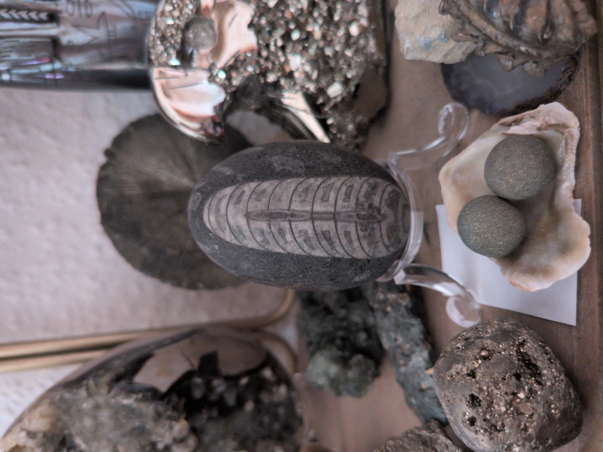 The image depicts a collection of rocks and fossils, possibly on display. In the center foreground, a dark, oval-shaped stone with a fossilized imprint is prominently featured. This stone rests on a clear, curved stand. To its left, a rough, dark-grey, textured rock with visible mineral inclusions is present. Behind these, other geological specimens are arranged, including a dark, flat, circular object and a shimmering, metallic-looking cluster of crystals. Two smaller, spherical, grey stones are visible in the lower right quadrant, nestled on a pale, shell-like object. The background is blurred, but suggests a shelf or display area with additional items and a textured wall. The lighting is soft, casting gentle shadows. The specific location of this collection in the city of Brandenburg an der Havel, Germany, cannot be determined from the visual information provided.