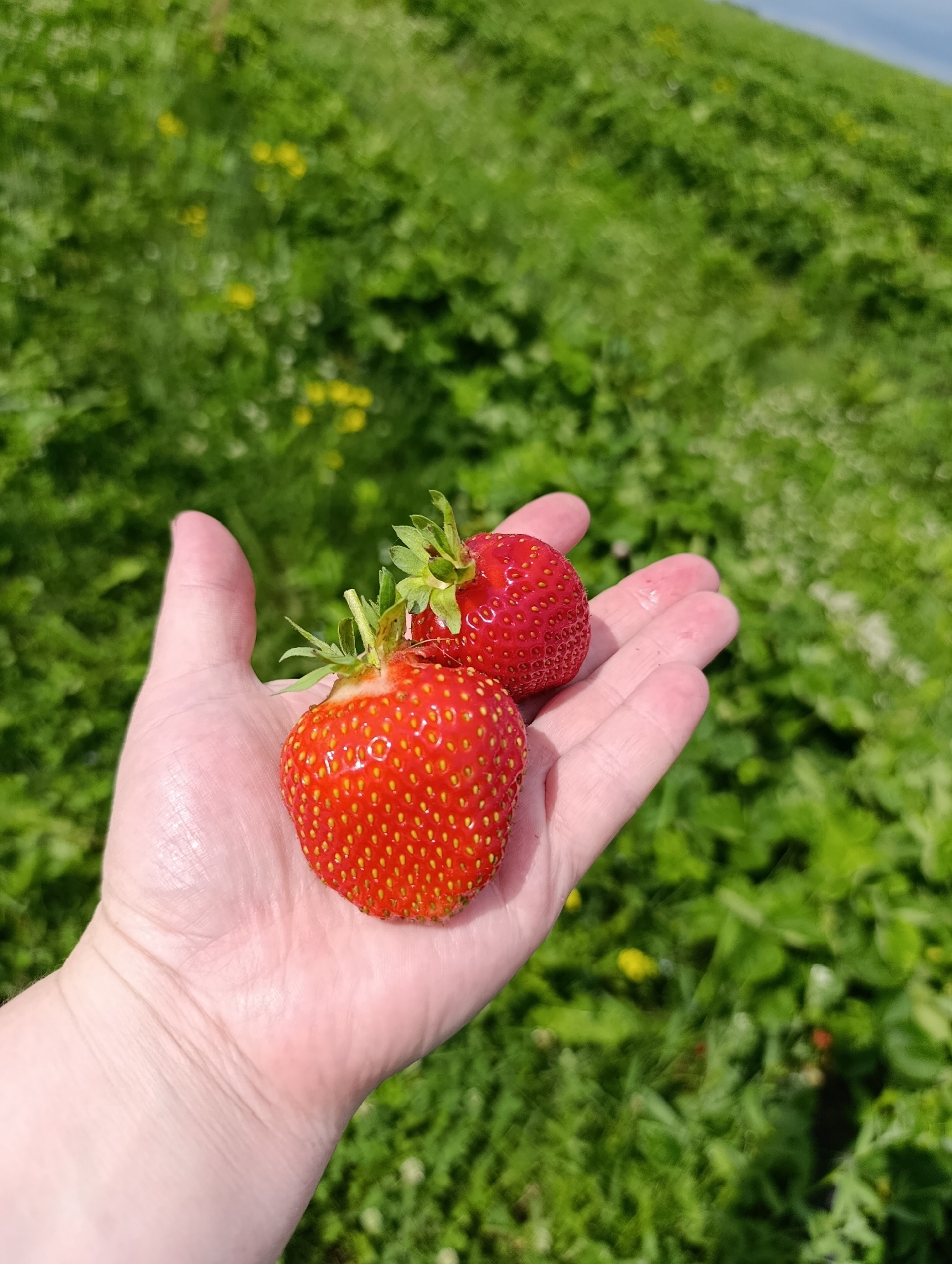A close-up, eye-level shot shows a person's left hand gently holding two ripe strawberries. The strawberries are bright red with visible seeds and green stems. The hand is pale with a slight sheen, suggesting it might be slightly moist or dewy. The background is a blurred field of lush green vegetation, with hints of yellow wildflowers and a distant, out-of-focus green slope that might be a hill. The overall lighting suggests a sunny day outdoors. The image was taken in Foteni, Russia.