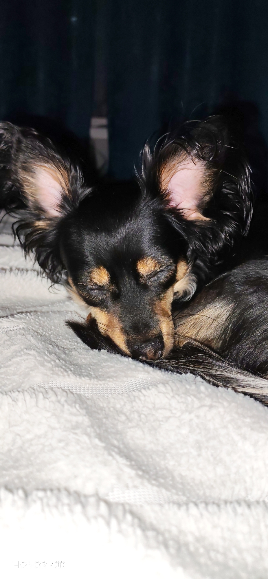 A close-up, medium-shot photograph shows a sleeping Toy Terrier dog lying on a white, textured blanket or bedding. The dog has a black and tan coat with erect ears. The ears are dark on the outside, with lighter, tan fur on the inside. Its eyes are closed. The dog is lying in a curled position, with its tail close to its face. The background appears dark. The letters "HONOR 400" are visible in the lower portion of the image. The photo location cannot be determined from the image.
