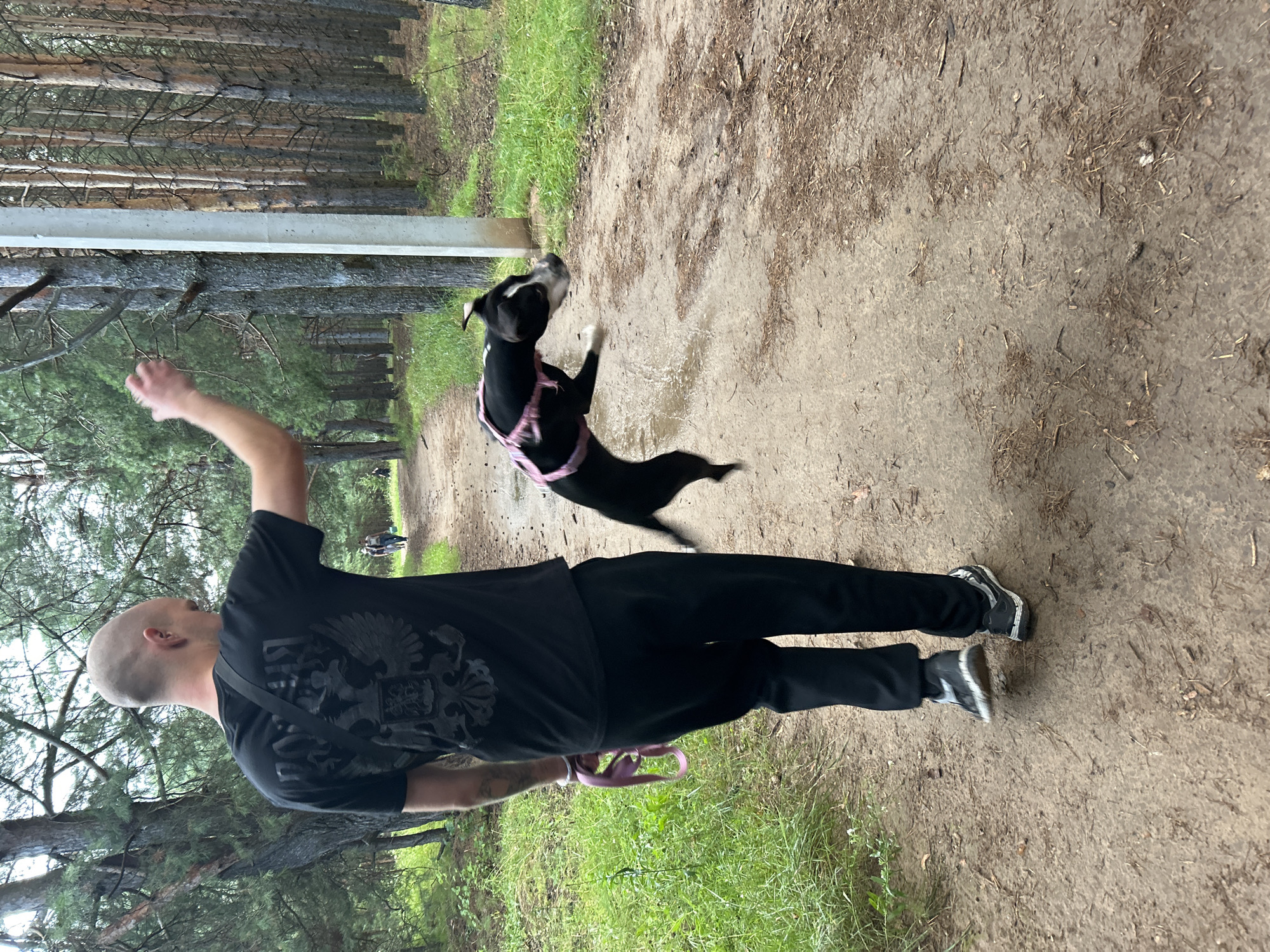 A bald man in a black t-shirt and black pants walks on a dirt path through a forest. He is holding a pink leash with his left hand. A black and white dog wearing a pink harness is jumping in the air in front of him. The dog's mouth is open and its tongue is visible. The path is lined with trees, and there is green grass on either side. In the background, there are other people walking on the path. There is a utility pole on the right side of the image. The image appears to have been taken in the city of Chaikovsky, Russia.