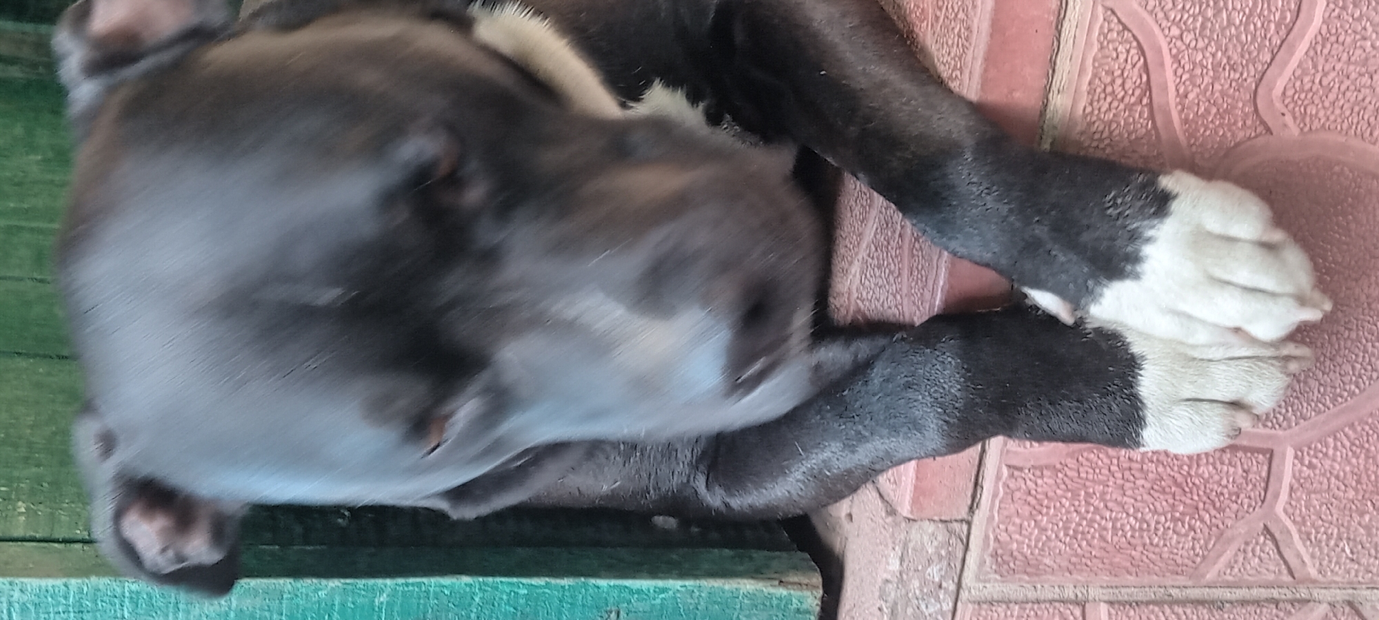 A black and white dog with white paws rests on a pink tiled step. The dog is leaning forward, with its head down and paws crossed. The dog is positioned in front of a green wooden surface, possibly a door or fence. The scene appears to be outdoors, on a step leading up to a structure. There is no indication of the city of Koviahy, Ukraine, within the image itself.