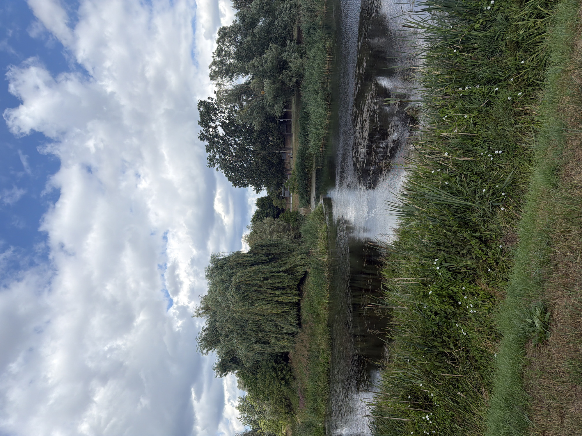 A body of water with a dark, reflective surface is in the foreground, bordered by lush green reeds and grasses. A few small white flowers are visible amongst the vegetation. Further back, a large weeping willow tree dominates the left side of the scene, its branches cascading down towards the water. Behind the willow, a cluster of deciduous trees with full, dark green foliage stands. In the background, there is a row of taller, more structured trees, and a glimpse of a dark structure that could be a building or a fence. The sky above is a mix of bright blue patches and large, fluffy white and grey clouds. The overall environment suggests a natural, possibly park-like setting. The image does not contain any people or identifiable objects that would place it in a specific location within Szczecin, Poland.