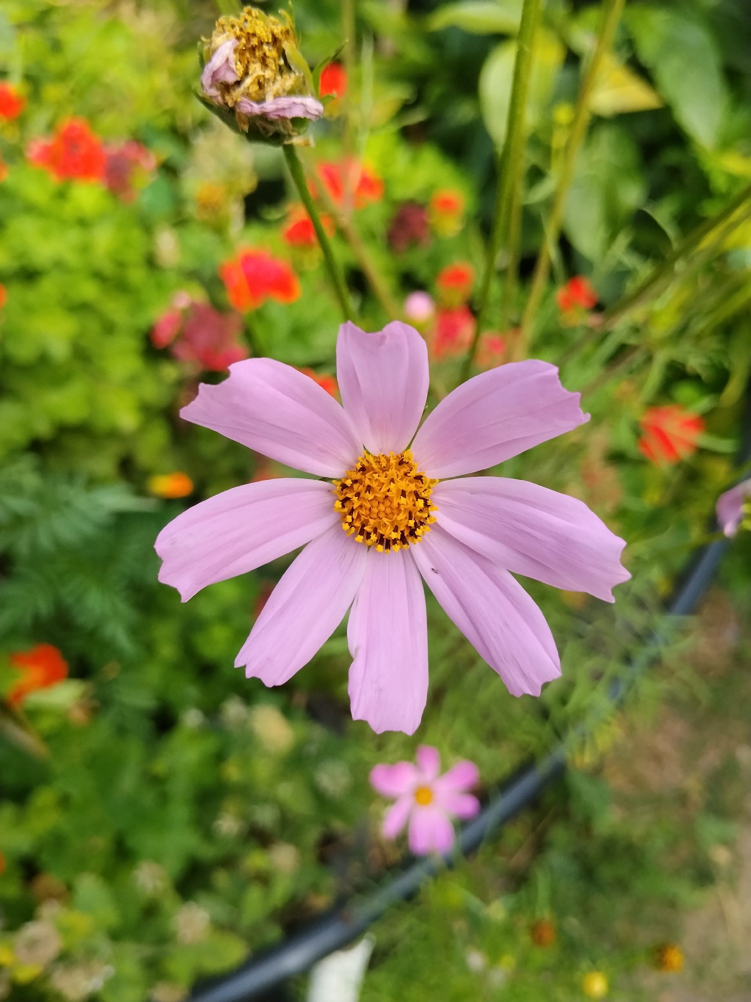 The image is a close-up, vertical shot of a pink cosmos flower in full bloom, with its petals slightly frayed. The flower's center is a bright yellow with dark brown accents. In the background, out of focus, is a garden with other flowers, including red ones, and green foliage. A withered flower head is visible at the top left of the frame. There is no indication of Kokshetau, Kazakhstan, in the image.