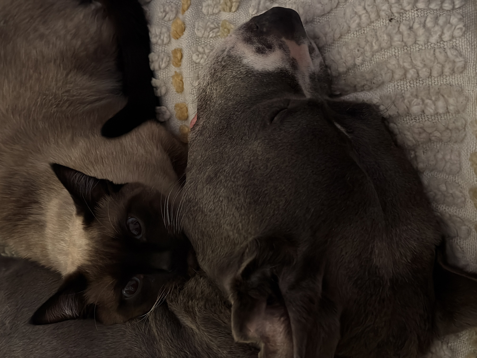 The image depicts two domestic animals, a Siamese cat and a grey dog, resting closely together on a textured blanket in an indoor setting within the city of Esch-sur-Alzette, Luxembourg.
The Siamese cat, positioned centrally in the upper frame, exhibits dark brown points on its face, ears, and visible tail, contrasting with its lighter cream-colored body fur. Its dark eyes are open and directed forward. Prominent white whiskers are visible on its muzzle. The cat's upper body is partially obscured by the dog.
The dog, a grey-furred breed, occupies the lower and left portions of the frame. Its head, visible on the right, shows white markings on the muzzle extending to the forehead, a dark nose, and a faint pink hue on the inside of its ear. The dog's eyes are closed, indicating it is asleep or at rest. A small pink object, possibly a tag or part of a collar, is faintly visible near the back of its neck. The dog's body is curled, displaying uniform dark grey fur.
Both animals are situated on a light-colored, possibly cream or off-white, textured blanket or rug. The textile features a raised, looped pattern, with some individual loops appearing distinctly yellow or light tan. The scene is illuminated by dim, ambient light.