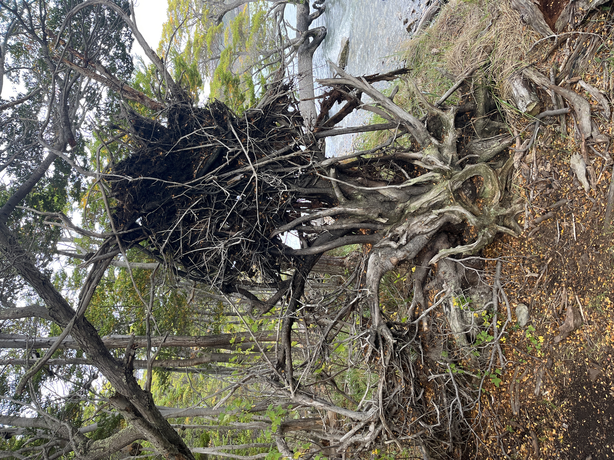 The image captures a complex scene in Lapataia, Argentina, featuring a fallen tree with its roots exposed. The roots are gnarled and spread out across the ground, which is covered in dirt, fallen leaves, and small plants. The trunk of the tree is obscured by the roots. The tree appears to have fallen onto its side, with the branches and foliage tangled. Other trees surround the fallen one, creating a dense forest-like environment. A small body of water is visible in the background. The overall scene depicts a natural environment with evidence of natural processes such as decay and erosion.