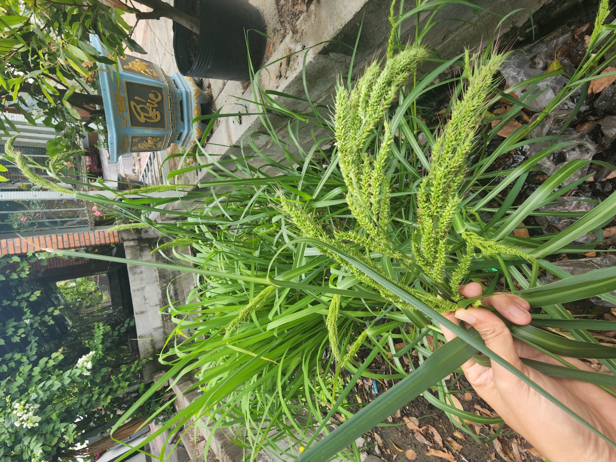 A hand is shown holding a bunch of green grass with seed heads. The grass is in a garden or outdoor setting. In the background, there are plants, a decorative blue and gold planter, and a brick wall. The scene appears to be in a residential area with some elements of landscaping.