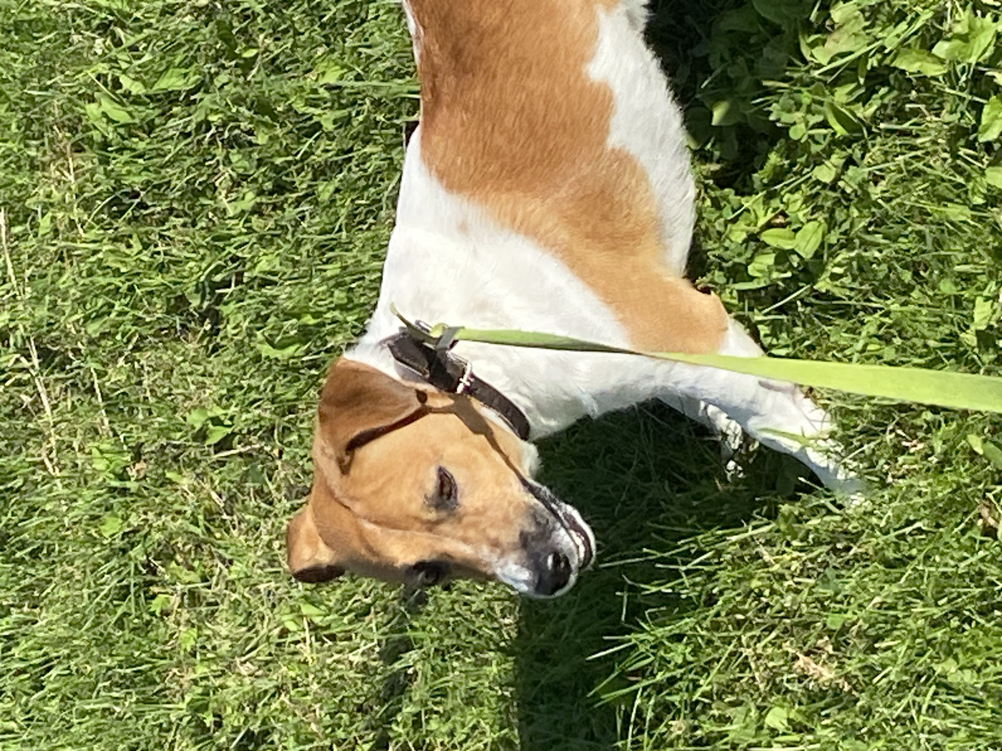 A medium shot captures a Jack Russell Terrier standing on a grassy lawn, its body mostly white with tan markings on its head and back. The dog wears a dark collar and is attached to a thin, bright green leash that extends out of frame. Sunlight illuminates the dog and the green grass, creating sharp shadows. The background consists entirely of dense green grass, indicating an outdoor setting. No specific identifiable landmarks or city features of Saint Petersburg, Russia are visible in the image, making it impossible to pinpoint its exact location within the city.