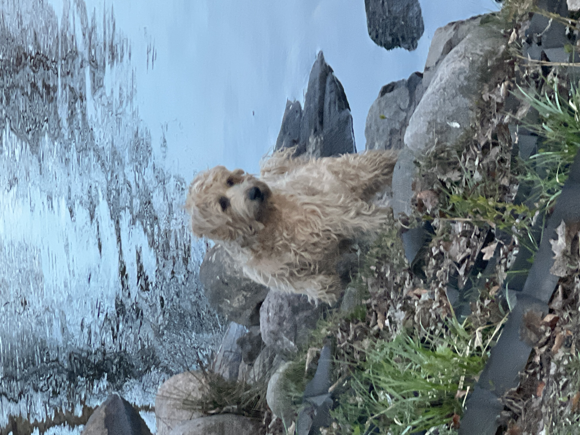 A light-colored, fluffy dog, possibly a Goldendoodle or Labradoodle, is the central subject of the image. The dog has curly, light brown fur and is looking directly at the camera with a calm and curious expression. It appears to be sitting or standing on a rocky bank or shoreline.
To the dog's left, a body of water extends into the distance. The water surface is textured with ripples and reflections, suggesting gentle movement, and displays cool blue-grey tones. The shoreline where the dog is located is composed of numerous grey rocks of varying sizes. Scattered amongst these rocks and in the foreground are patches of green grass and dry, fallen brown leaves, indicating a natural, somewhat unkempt environment.
The scene is outdoors, illuminated by soft, natural daylight. The overall atmosphere is peaceful, capturing the dog in a serene moment by the water. No visible text is present in the image. Given the location context, this scene likely takes place by a body of water in or around Saint Petersburg, Russia.