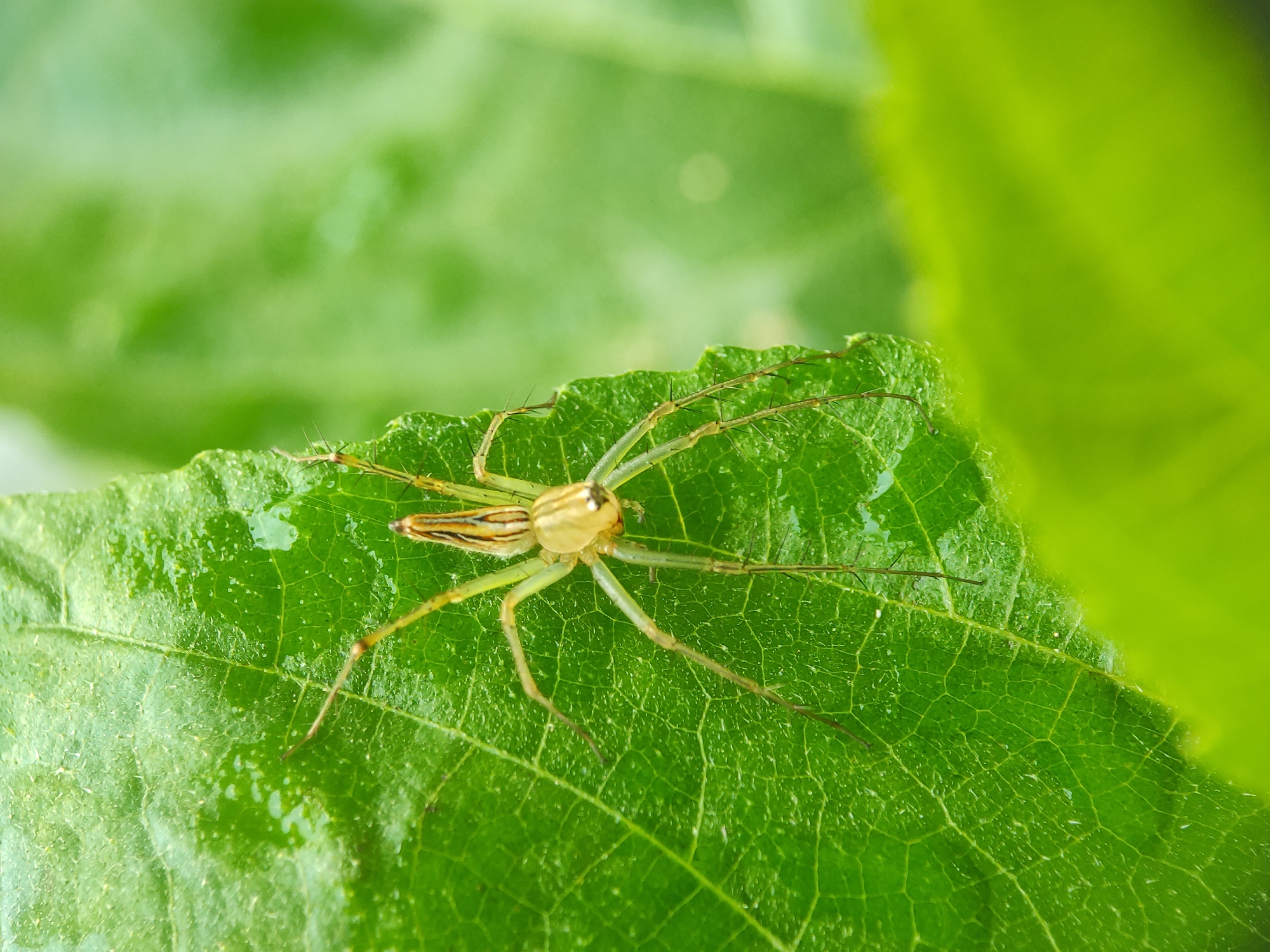 A close-up macro shot captures a vibrant yellowish-green spider, likely a lynx spider, resting on a textured green leaf. The spider's slender body features light and dark stripes along its abdomen, and its long, translucent legs are adorned with prominent spines. Small water droplets or dew are visible on the surface of the leaf, highlighting its intricate vein patterns and slightly glossy texture. The background is softly blurred, showcasing further lush green foliage, indicating a natural outdoor environment. The lighting suggests it is daytime, possibly in the morning given the moisture on the leaf. The scene is set in an ecological context consistent with Lhokseumawe, Indonesia, emphasizing the region's rich flora and fauna. There is no visible text in the image.