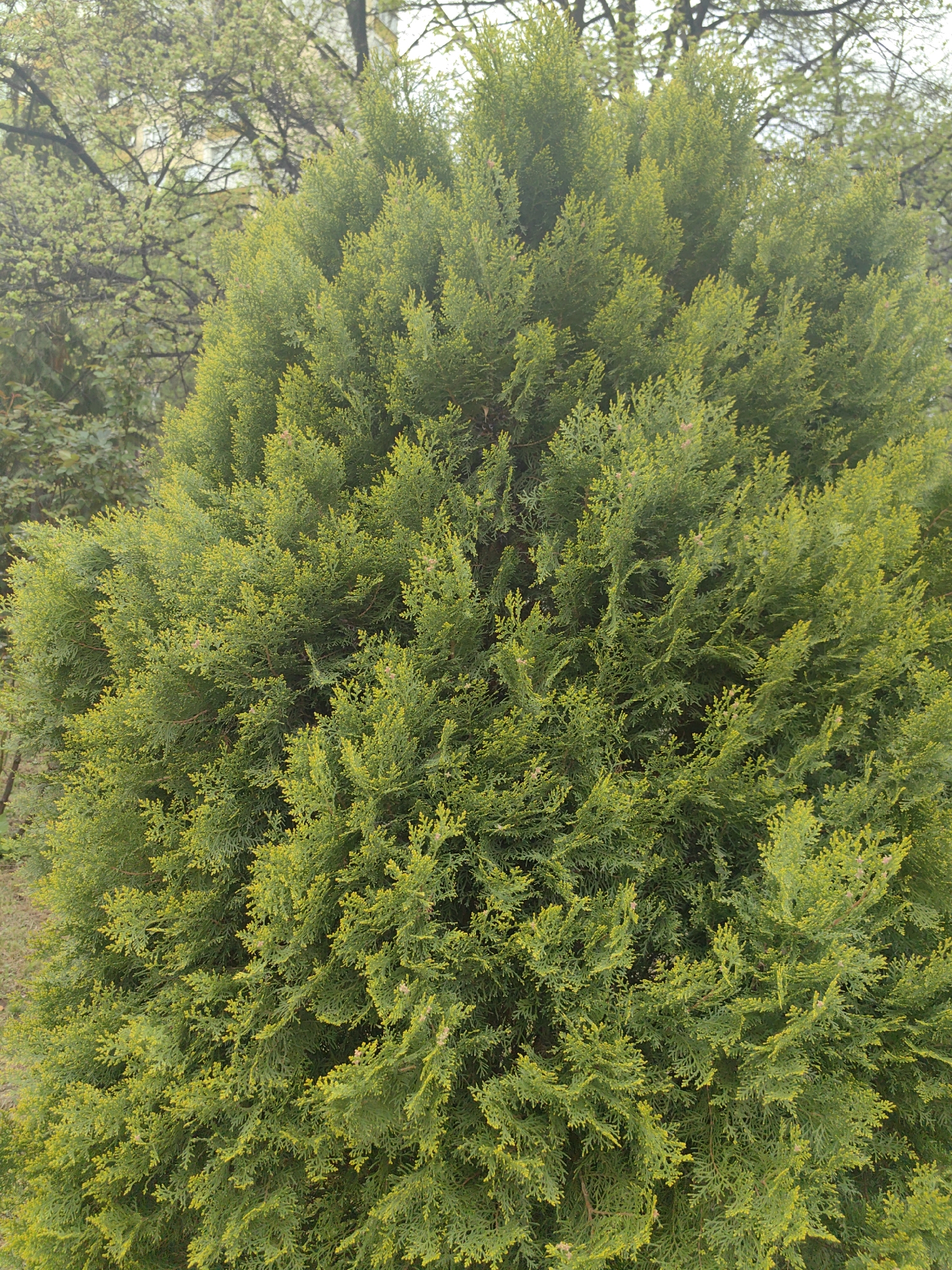 The image captures a vibrant, close-up view of a dense, cone-shaped evergreen shrub or tree, likely a conifer such as an Arborvitae (Thuja). The foliage is a rich green, with numerous lighter, yellowish-green tips indicative of fresh new growth. Small, light brown, immature cone-like structures are scattered throughout the branches.
In the background, out of focus, are the bare or sparsely leafed branches of deciduous trees, showing nascent light green leaves, suggesting the scene is set in spring or early summer. A faint, light-colored structure, possibly a building, can be vaguely discerned through the background foliage in the upper left section.
No specific activity or event is taking place; the image presents a static natural scene. The lighting is soft and diffused, suggesting an overcast day or possibly early morning/late afternoon, as there are no harsh shadows. The overall impression is one of lush, healthy greenery. The setting is an outdoor green space, consistent with a park or garden in Sofia, Bulgaria. There are no people, animals, or visible text in the frame.