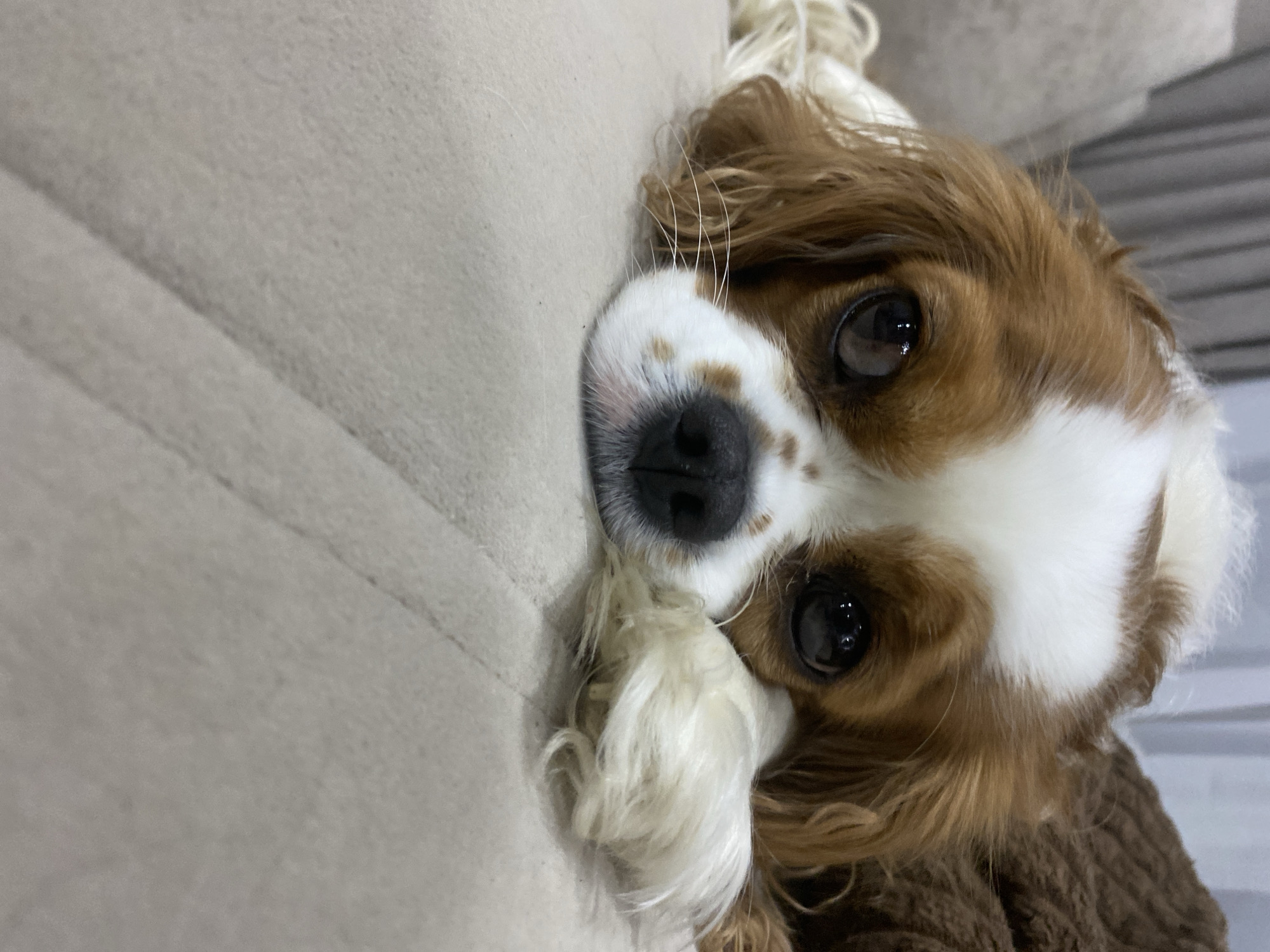 A close-up shot of a Cavalier King Charles Spaniel dog resting its head on a textured, light-colored surface. The dog has large, dark eyes, a black nose, and brown and white fur. Its front paw is visible, resting in front of its face. The background is blurred, showing what appears to be a soft surface and curtains. The lighting is natural, and the image is taken from a low angle.
