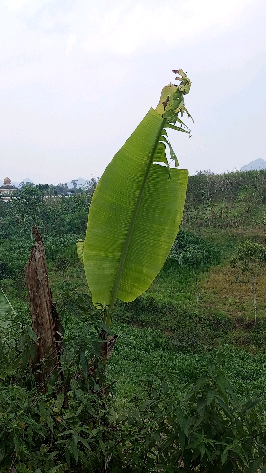 A close-up of a large, vibrant green banana leaf dominates the foreground of this image, obscuring the lower portion of the frame. The leaf is broad and elongated, with prominent parallel veins running its length. It appears slightly weathered, with some tearing and browning visible at the top. To the left of the leaf, a weathered, vertical wooden post emerges from a dense cluster of green foliage. In the background, a lush, green hillside slopes upwards, dotted with trees and vegetation. In the far distance, nestled among the trees on the left side of the frame, a domed building, possibly a mosque or temple, is visible. The sky above is overcast and hazy, with faint clouds. The overall scene suggests a rural or natural setting in Nongkojajar, Indonesia.