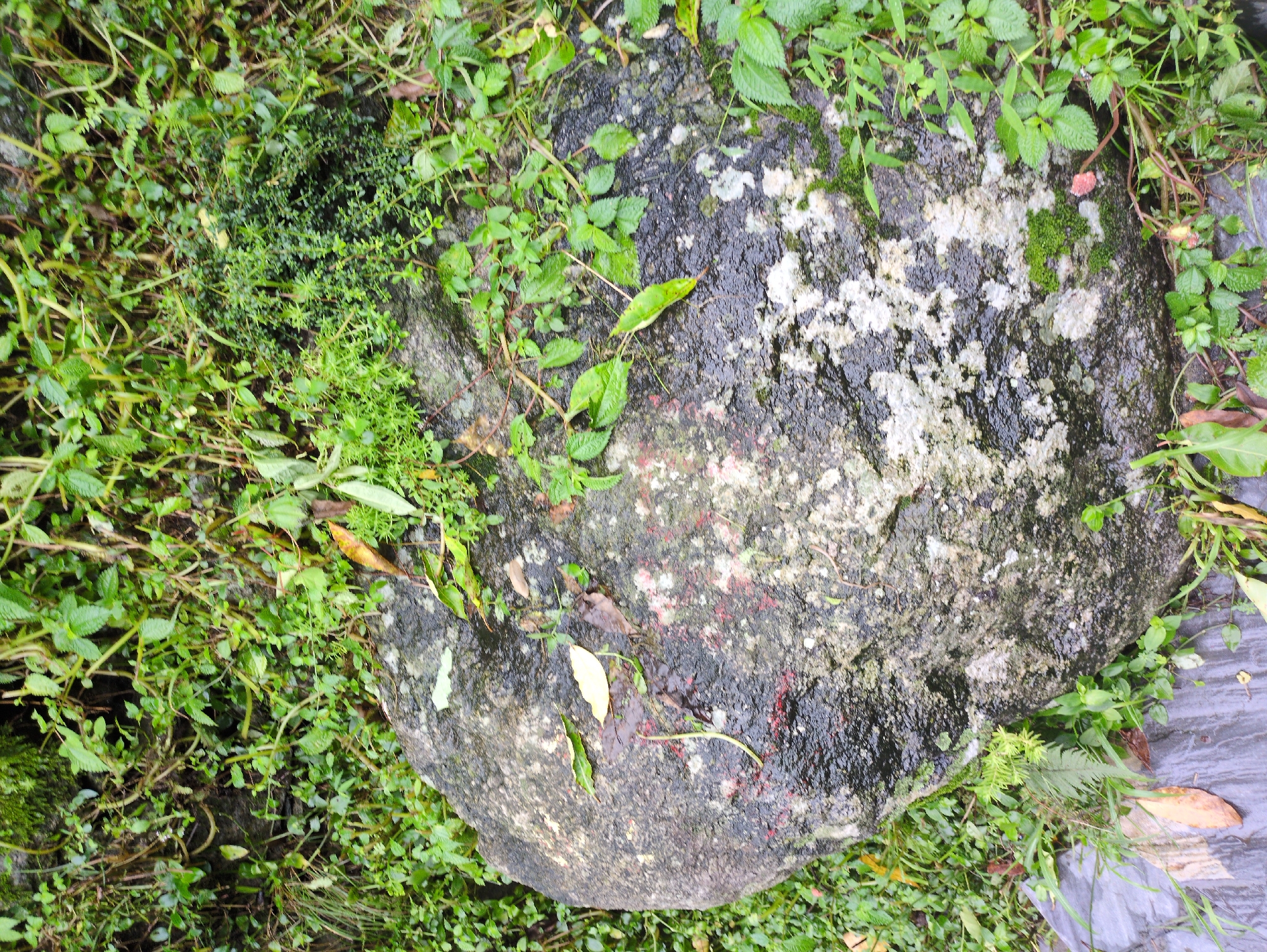A close-up, eye-level, vertical shot captures a large, wet, grey-and-white speckled boulder nestled amongst lush green foliage in Bhagsu, India. The boulder, approximately 2.5 feet in diameter, dominates the center of the frame, its surface glistening with moisture. Small patches of moss cling to its upper left quadrant. A few scattered dry leaves, one a pale yellow, rest on the boulder's surface, along with a thin, pale green, vine-like stem that curves downwards from the upper left. Reddish-pink splotches are visible on the boulder's surface. The boulder is surrounded by a dense growth of various green plants and vines, some with small, pointed leaves, others with broader, serrated leaves. The ground beneath the boulder on the lower left is covered by a dark gray, slick material, possibly a tarp or plastic sheeting, with a few fallen leaves on its surface. The environment appears damp and natural, suggesting it is outdoors, likely in a garden or natural setting.