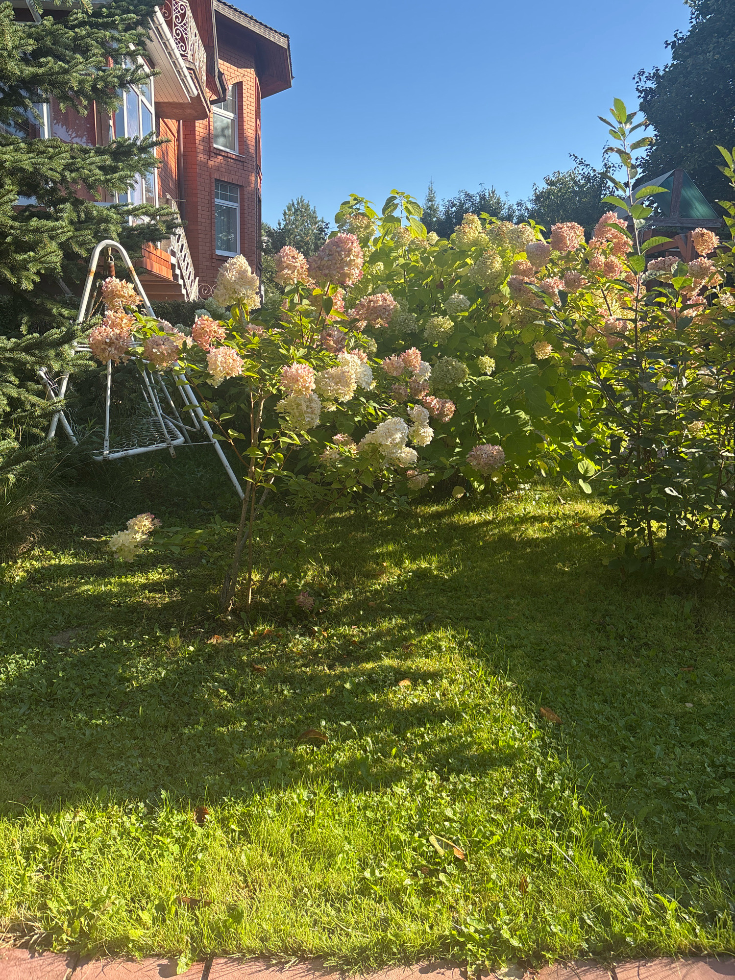 A sunlit outdoor scene in Zhavoronki, Russia, features a brick house with a white balcony railing and a dark roof. In front of the house, a large bush with pink and white hydrangeas blooms. A white metal swing set is partially visible to the left of the hydrangeas. The ground is covered in green grass, with dappled sunlight and shadows cast by the trees and foliage. The sky is a clear, bright blue. The image is composed from a low-angle perspective, focusing on the garden and the lower part of the house.
