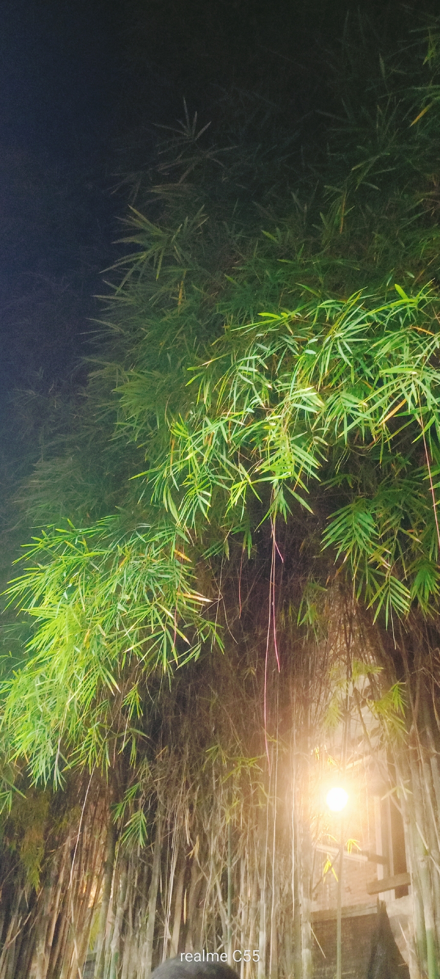 The image displays a dense bamboo grove at night. The scene is dominated by vibrant green bamboo leaves and numerous slender, light brown bamboo stalks. The upper left portion of the image is immersed in darkness, suggesting either the night sky or deep shadows within the foliage.
A prominent, bright, warm-toned light source, resembling an unshaded lamp or bulb, is located in the lower right quadrant, casting a strong glow that illuminates the surrounding bamboo. This artificial light creates striking contrasts, highlighting the textures of the leaves and stalks. Behind the bright light, some faint structural elements, possibly a window or part of a building made of wood or brick, can be vaguely discerned through the bamboo. Several long, thin, reddish or pinkish tendrils hang downwards from the bamboo branches, adding a subtle detail to the composition.
The time of day is clearly night, evidenced by the darkness and the reliance on artificial illumination. There is no specific activity or people visible. The image conveys a tranquil and natural atmosphere. The text "realme C55" is visible at the bottom center of the photograph. The setting is consistent with a natural outdoor environment, such as in Lhokseumawe, Indonesia.