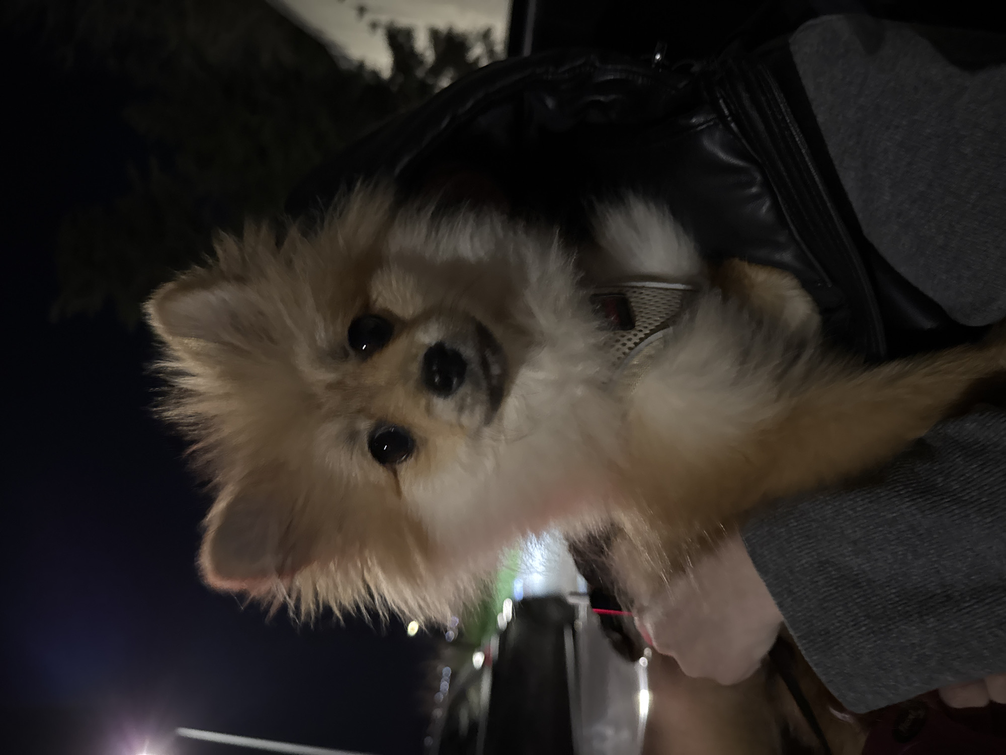 A small, tan Pomeranian dog is being held up in someone's arm at night, presumably in Varna, Bulgaria. The dog is wearing a harness. The person holding the dog is wearing a gray shirt and a black leather jacket. A street and lights can be seen in the background.