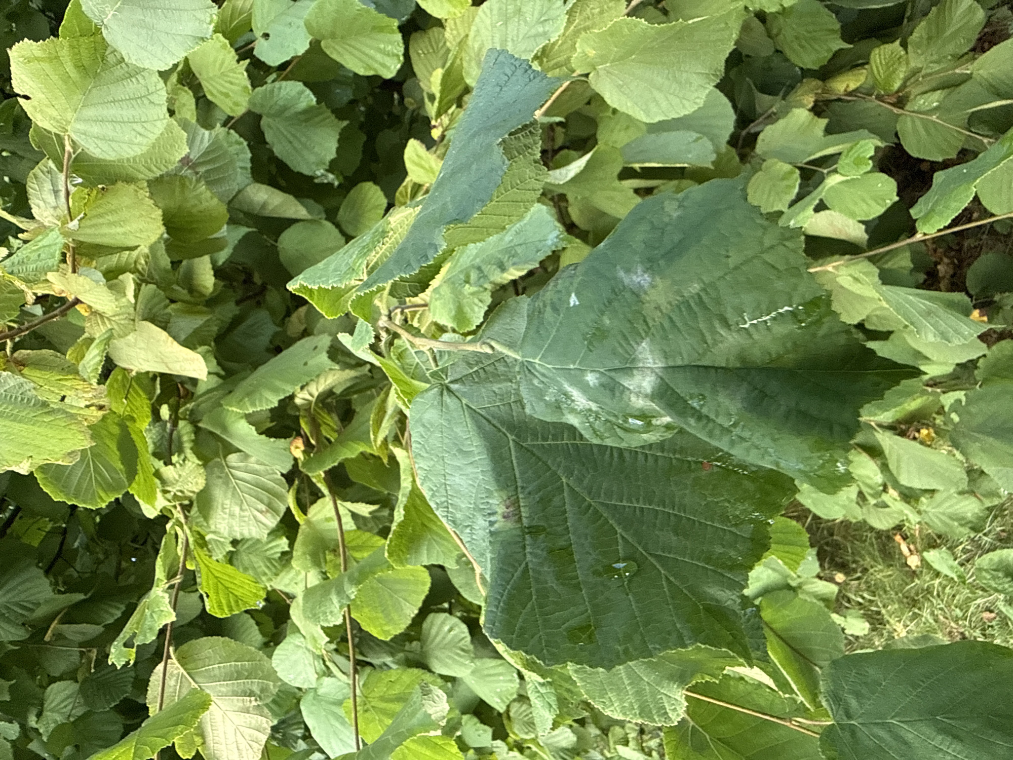 The image shows a close-up view of green foliage, likely a hazelnut tree, with large, serrated leaves. Some leaves appear slightly lighter in color, possibly due to sun exposure or a light dusting. Water droplets are visible on some of the leaves, suggesting recent rain or dew. The background is densely packed with more green leaves and branches, creating a lush, natural scene. The ground below is partially visible, covered with grass and some fallen leaves. The scene is generic and does not provide any specific information about its location in Tallinn, Estonia, or any human presence.