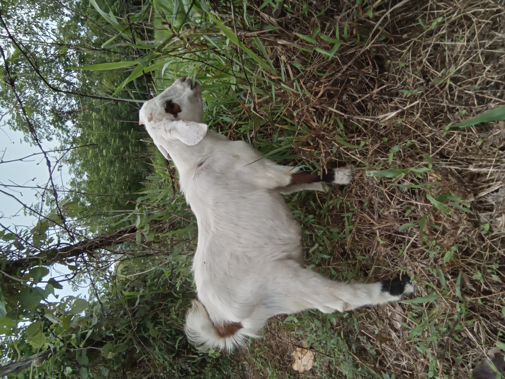 A white goat, appearing to be young, is captured in an outdoor setting, actively foraging for food. The goat has primarily white fur with distinct brown markings on its head, particularly around its right ear and eye, and a patch on its rump. Its lower legs and hooves also show black coloration. It is positioned with its head raised, seemingly eating leaves or tall grass from a dense patch of green vegetation.
The scene depicts a natural, overgrown environment, likely a rural area or the edge of a wooded space. The ground beneath the goat is a mix of green grass and dry, brown foliage. In the background, a thick arrangement of green trees and diverse plant life fills the upper portion of the frame, indicating a forested or heavily vegetated landscape. A light grey sky is visible through the tree canopy, suggesting daylight, possibly under overcast conditions. No human presence or man-made structures are visible, highlighting the natural interaction. There is no visible text. The image captures a serene moment of animal life in Ko Siboya, Thailand.