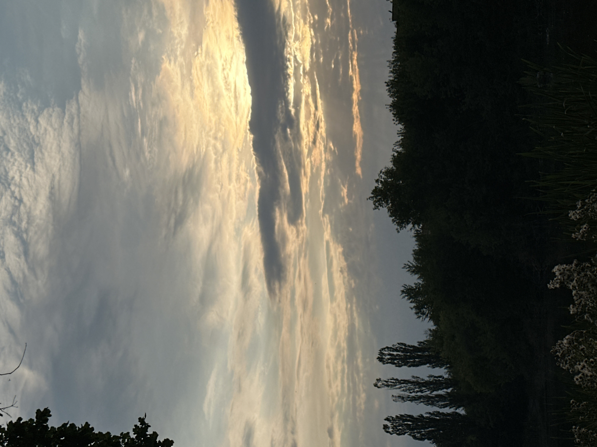 The image depicts a serene natural landscape at dusk, likely near Makiv, Ukraine. The sky dominates the upper portion of the frame, filled with dramatic clouds illuminated by the setting sun. Wispy cirrus clouds stretch across the sky, interspersed with thicker, darker formations that create a sense of depth and texture. The light hues of the sunset, ranging from pale yellow to soft orange, peek through the cloud cover, casting a warm glow. Below the sky, a dense line of dark green trees forms a silhouetted horizon. Among these trees, several tall, slender trees, possibly poplars, stand out with their distinctive vertical forms. The foreground features a darker, shadowy area that suggests water, possibly a pond or river, with tall grasses and some scattered white flowers visible along the bank. A single dark branch from a tree, with visible leaves, extends into the frame from the upper left corner. The overall impression is one of tranquility and natural beauty as day transitions into night.