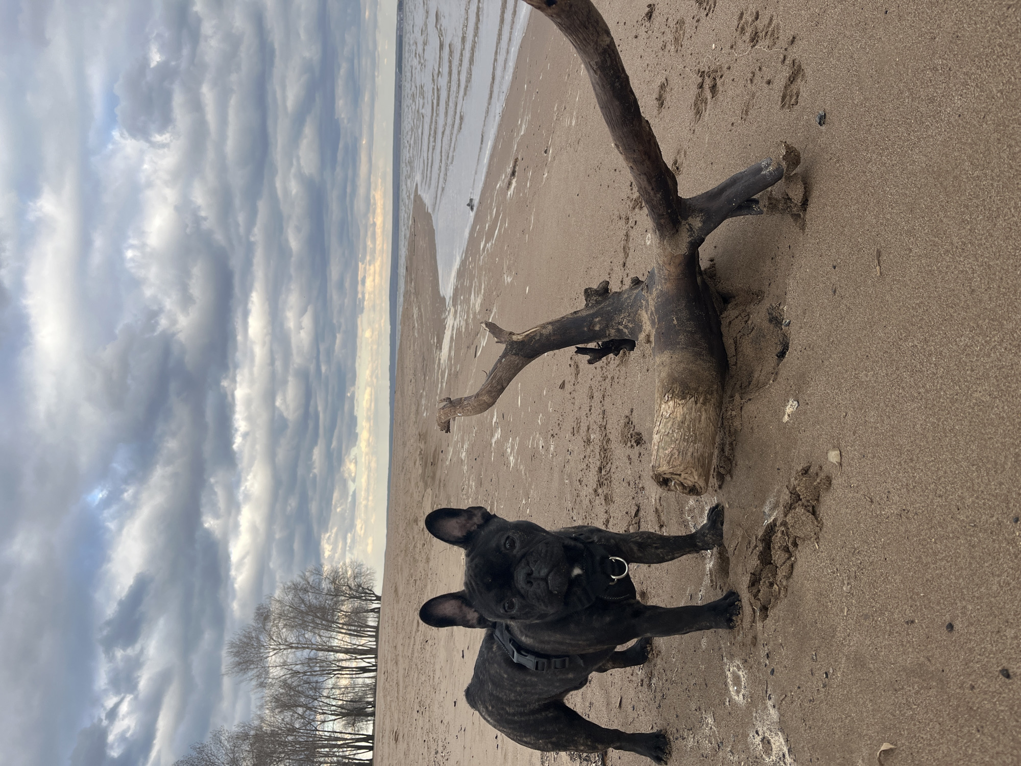 A black brindle French Bulldog stands prominently on a sandy beach. The dog, wearing a dark harness, looks directly at the camera with an attentive, curious expression. Behind the dog, a large piece of dark, gnarled driftwood is partially buried in the sand.
The scene unfolds on a wide, expansive beach with fine, wet sand. To the right of the image, the water gently laps at the shore, creating a foamy edge along the waterline. A calm body of water stretches into the distance, meeting a hazy horizon.
The sky is dominated by dramatic, textured grey and white clouds, suggesting an overcast day. Patches of brighter light break through the clouds in the distance, hinting at a hidden sun. On the far left horizon, a line of bare trees, possibly leafless due to the season, frames the distant shoreline. The overall impression is one of a cool, possibly late afternoon or early morning, on a somewhat remote or natural beach environment. The location is consistent with a beach in Noviy, Russia. No discernible text is visible in the image.