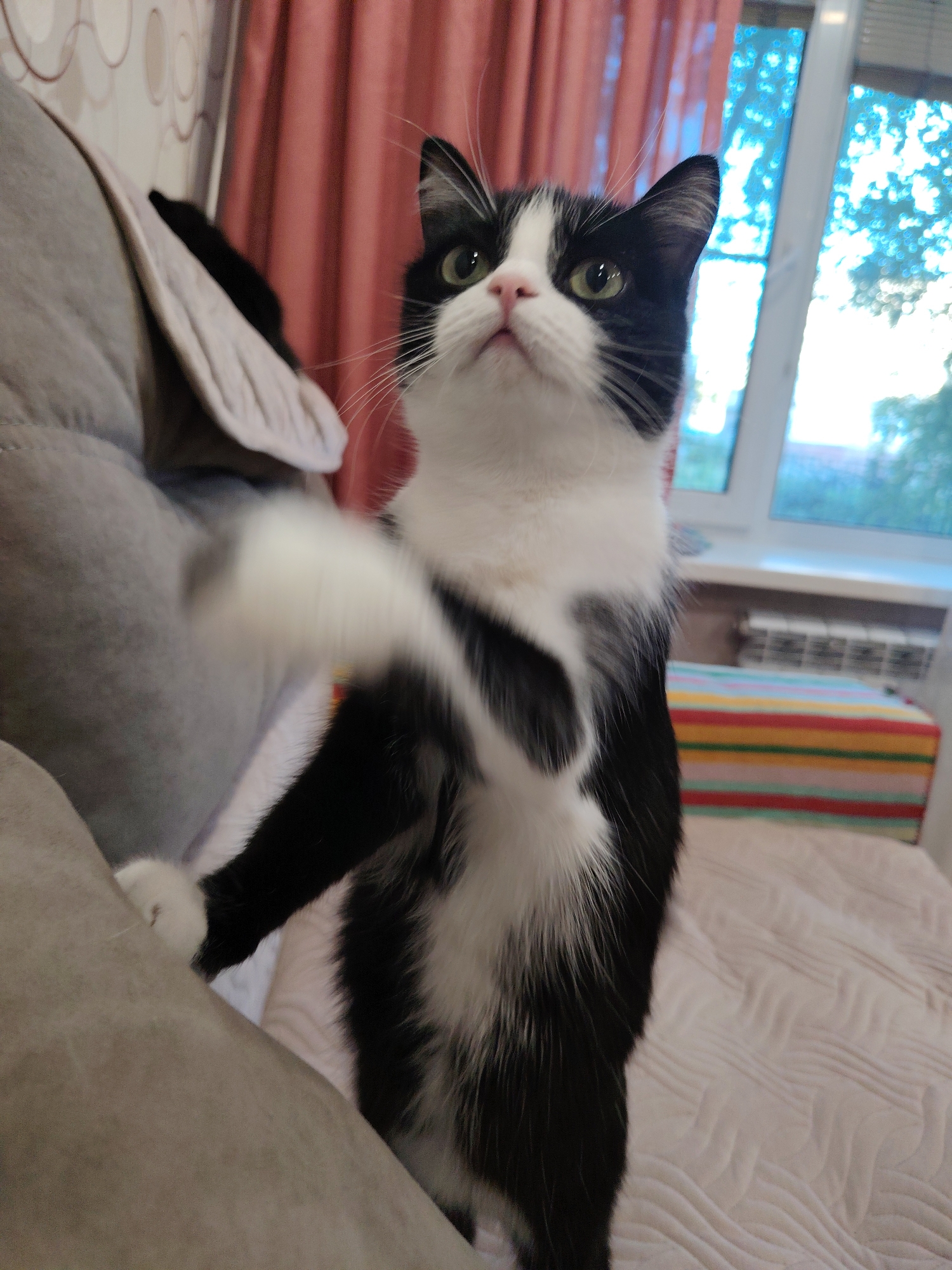 A black and white cat stands on a bed in front of a window with pink curtains. The cat is looking up and to the left. Its right paw is raised and blurred due to motion. A stuffed toy or pillow is partially visible to the left of the cat. In the background, a colorful striped object is on the bed. A radiator is visible below the window. The overall setting appears to be a bedroom.