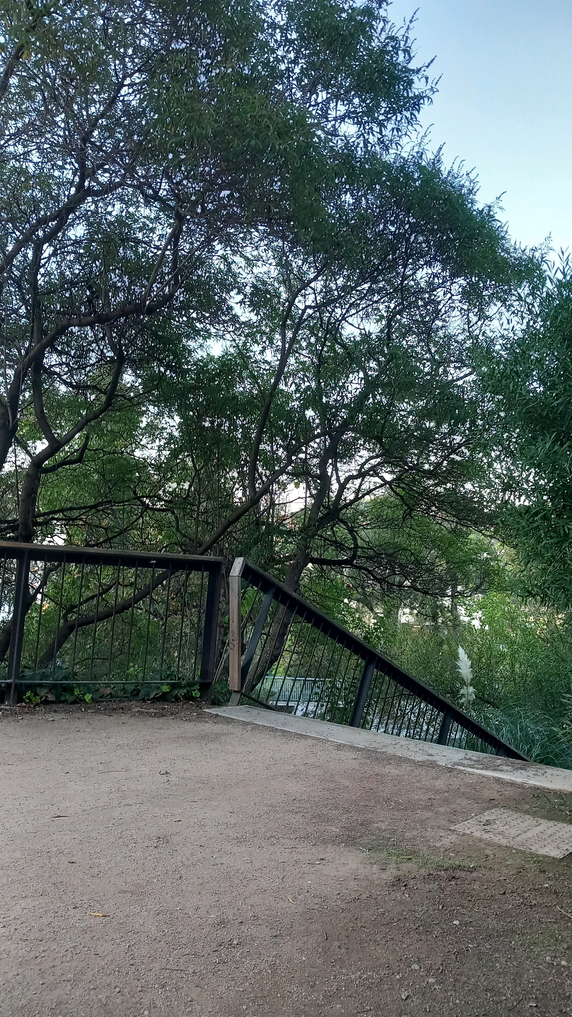 A ground-level, medium shot captures a view of a park with a dirt path in the foreground. A black metal railing with diamond-shaped openings lines the edge of the path, sloping downwards to the right. Beyond the railing, a dense canopy of green trees dominates the scene, with a clear blue sky visible through the branches. In the background, lush green foliage and a body of water can be seen. The lighting suggests it is daytime. There are no people or animals visible in the frame.