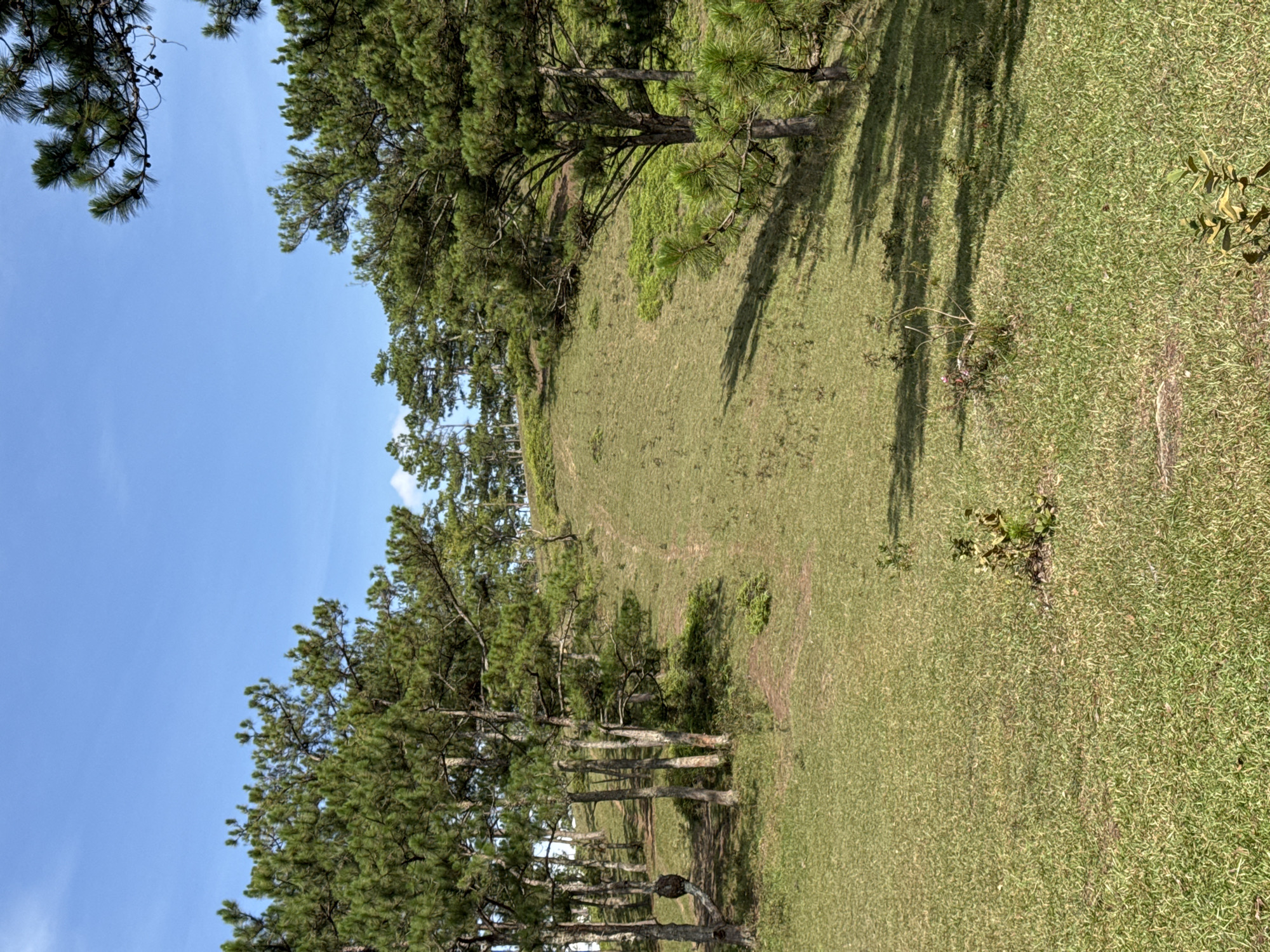 The image depicts a grassy hillside in Lạc Dương, Vietnam, dotted with pine trees. The sky is visible in the upper left corner, exhibiting a clear, light blue color. There appears to be a path winding through the grassy terrain. The trees cast long shadows across the grass. No people or animals are visible.