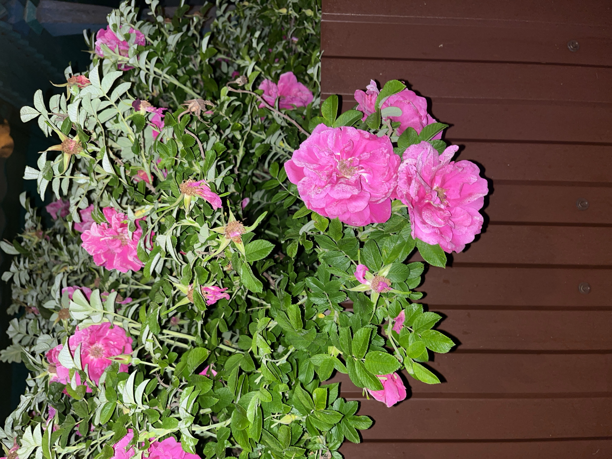 This media file is a close-up, eye-level, outdoor shot of a bush with numerous pink roses and green foliage. The roses are primarily in bloom, with some appearing to be wilting or past their prime. The bush is positioned against a backdrop of dark brown wooden siding, which has horizontal planking and visible screws. The lighting suggests it is nighttime, with artificial light illuminating the flowers and leaves, creating some shadows. The setting appears to be a garden or yard area, given the presence of the rose bush and the wooden structure, possibly a fence or a house. There are no people visible in the image, nor any text. The overall mood is serene and natural, focusing on the beauty of the blooming roses. The location context of Nizhny Tagil, Russia, does not provide specific visual cues within the image itself, but suggests a temperate climate where such roses would grow.