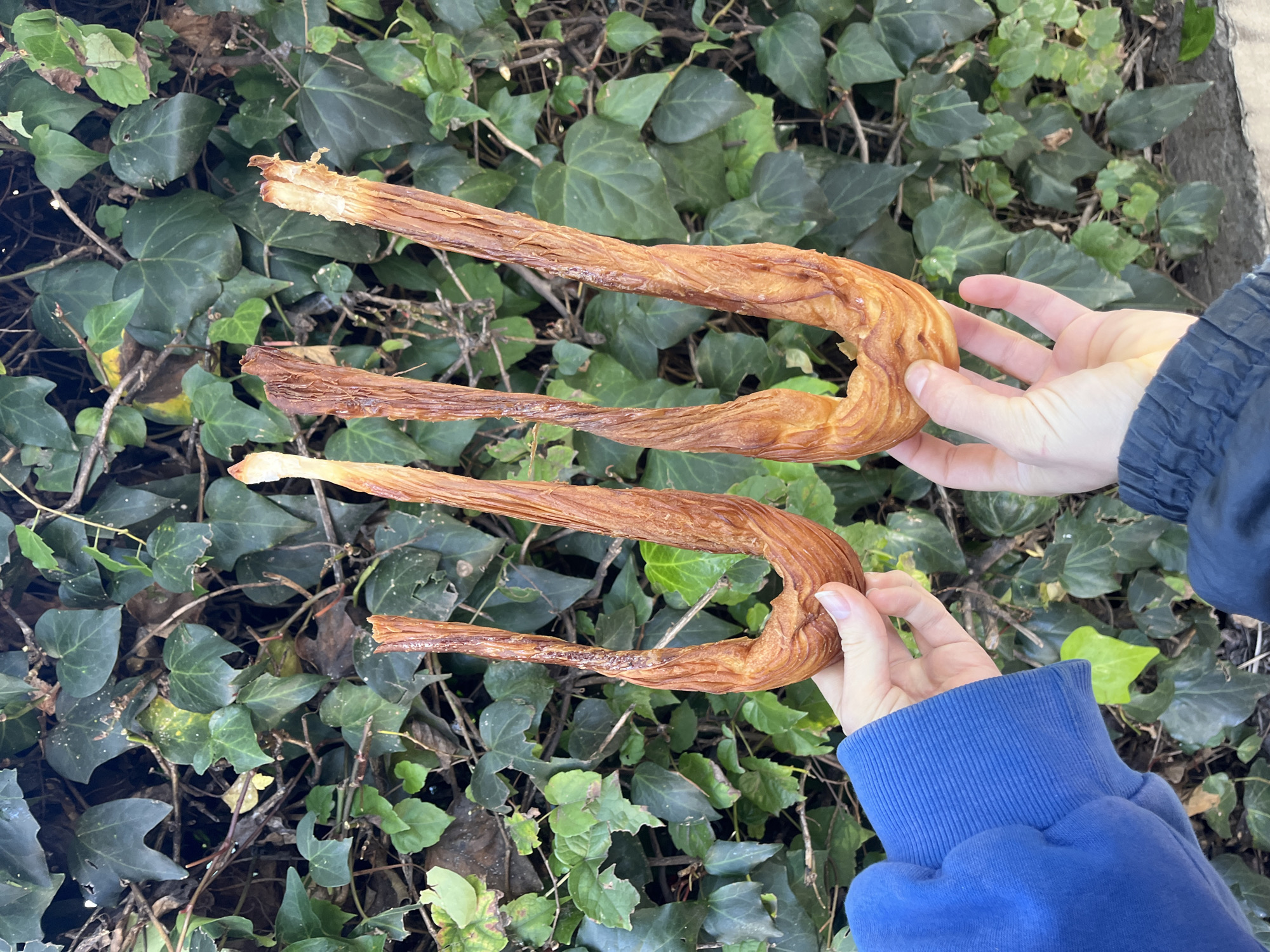 Two pairs of hands are shown holding large, U-shaped, golden-brown fried dough pastries against a backdrop of vibrant green ivy. The hands hold the pastries horizontally, one above the other. The top pair of hands wears a dark blue or black jacket sleeve, while the bottom pair wears a royal blue sweatshirt sleeve.
The pastries are long and thick, with a distinct ridged and slightly flaky texture, consistent with traditional fried dough items like *porras* or large churros. Their color varies from a lighter golden-brown where the light catches them to a deeper, more caramelized brown in the crevices. The ends of the pastries appear somewhat broken or uneven.
The background consists of dense, leafy green ivy, indicating an outdoor setting, likely a garden or wall covered in foliage. The lighting suggests it is daytime, and the overall atmosphere appears bright. No specific weather conditions are strongly indicated, but it seems to be a clear day. There is no visible text in the image. Given the context of Olivos, Argentina, these pastries are likely *porras* or a similar regional fried snack.