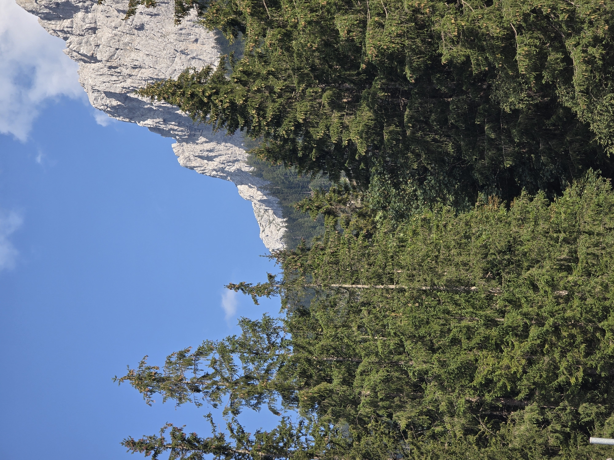 This is a vertical, eye-level shot of a mountain landscape in Grainau, Germany, under a clear blue sky with scattered white clouds. In the foreground, a dense forest of tall evergreen trees dominates the lower two-thirds of the image. The trees are a deep green with visible needles and some cones. Behind the evergreen trees, a majestic, rocky mountain peak rises steeply into the sky, its light-colored rock face textured with numerous vertical lines and shadows. The mountain appears rugged and somewhat barren at its summit. The overall scene depicts a natural, mountainous environment with a lush forest in the foreground and a prominent rock formation in the background.
