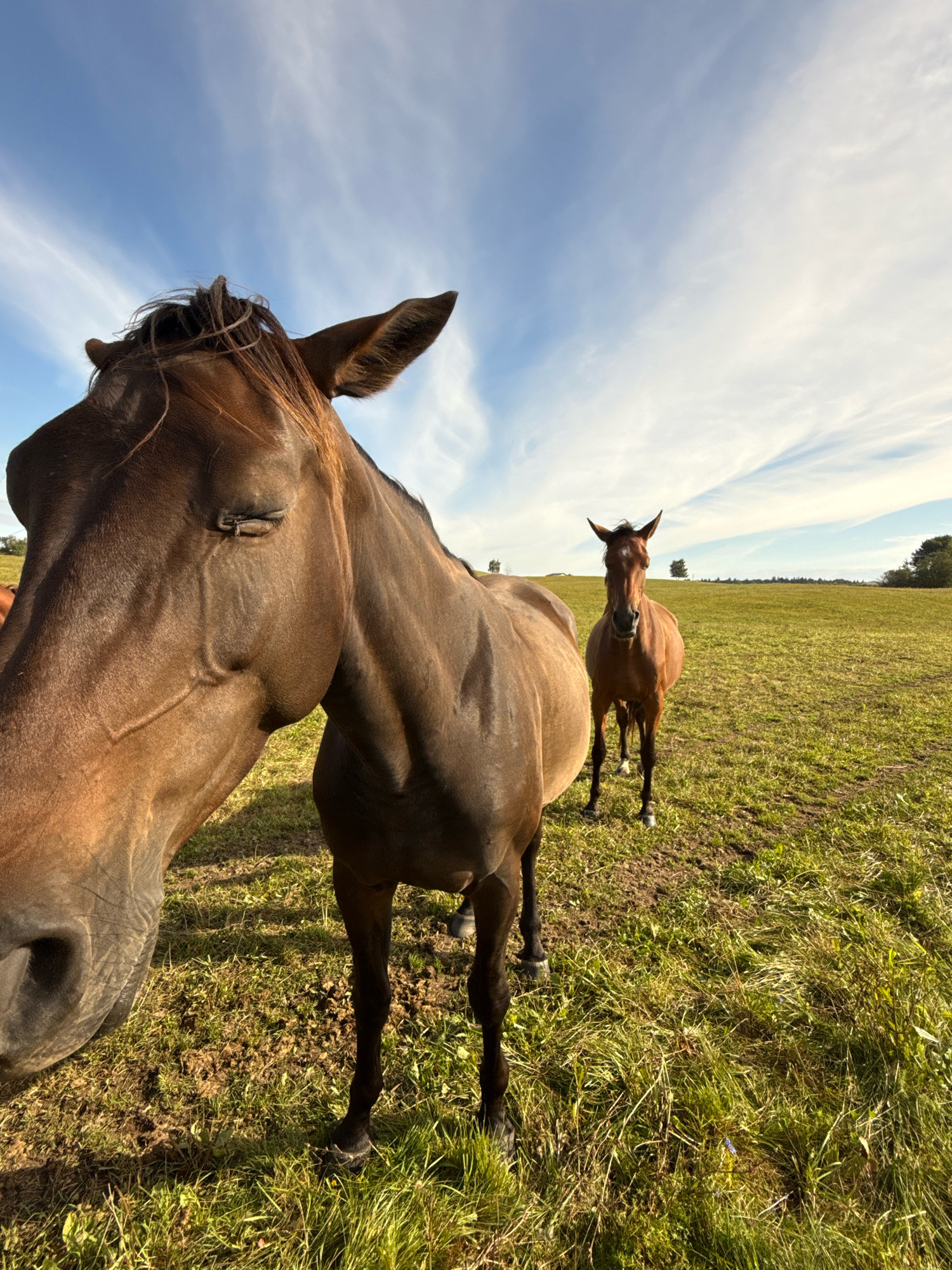 The image is an outdoor scene in the city of Galinė, Lithuania, featuring two horses in a grassy field under a bright blue sky with wispy clouds. The horse in the foreground is a dark brown color and is positioned to the left, with its head close to the camera and its body angled away. Its eye is partially closed, and its mane is visible. The second horse, a lighter brown, stands in the middle ground to the right, facing the viewer directly. It has a white marking on its forehead. The field is covered in green grass and some patches of bare earth. In the background, there is a line of trees on the horizon. The lighting suggests it is daytime, possibly late afternoon, with sunlight illuminating the scene.