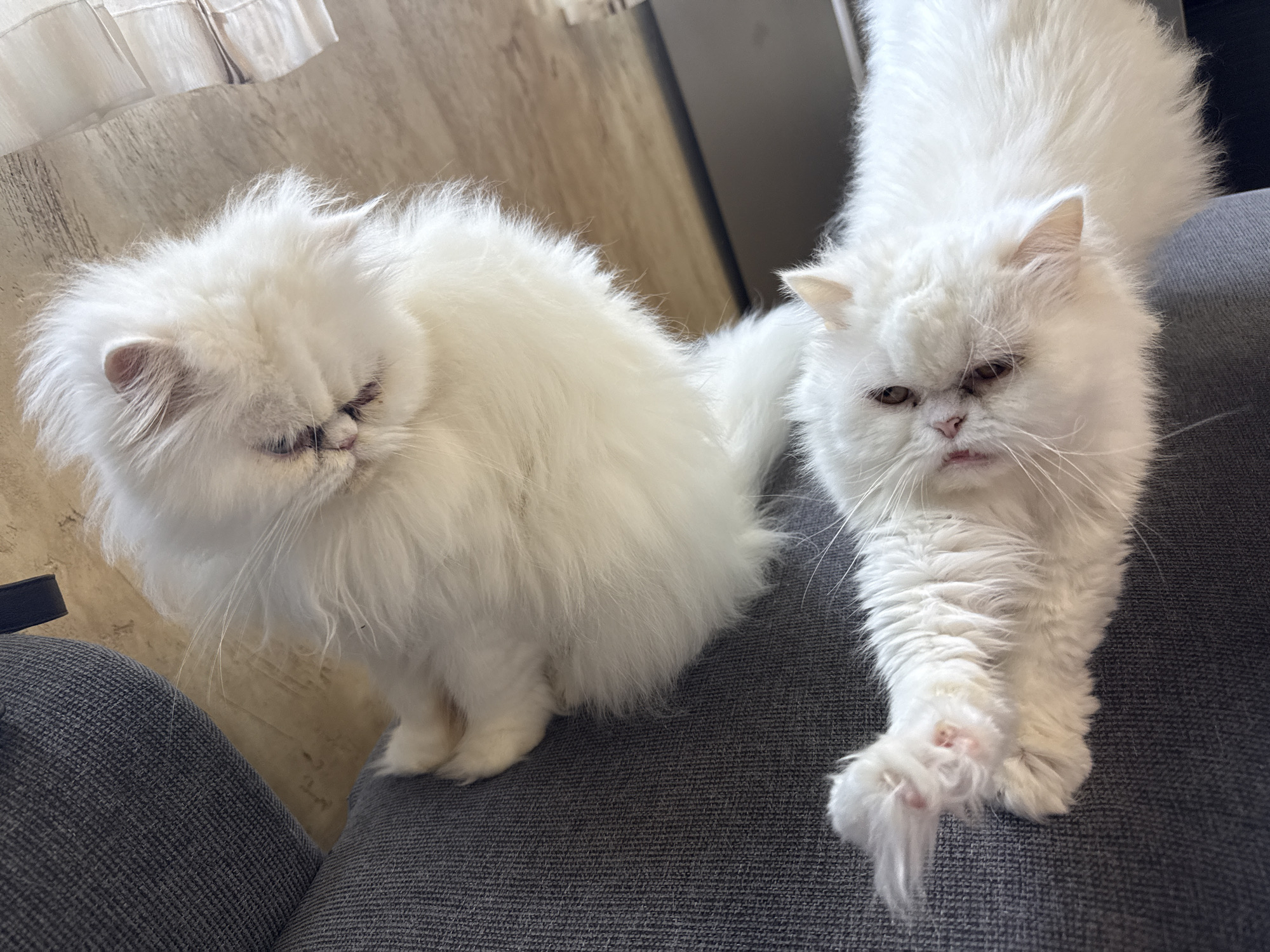 Two fluffy white Persian cats are situated on a grey upholstered surface, likely a sofa. The cat on the left is sitting upright, while the cat on the right is extending its paw. The background features a wall, a partially visible curtain, and possibly a cabinet. The location in Burgas, Bulgaria, cannot be determined from the visual information provided.